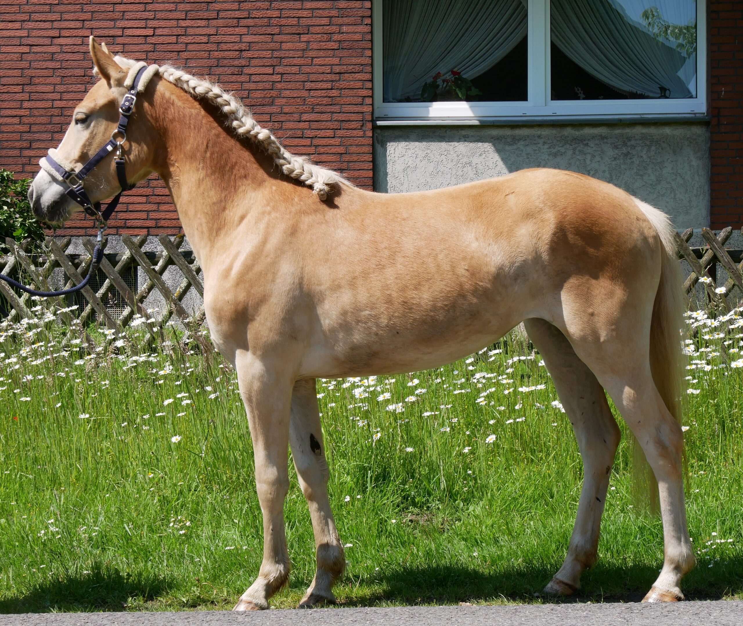 Haflinger Stute Sabine van de Kruusdellen – Bild 2