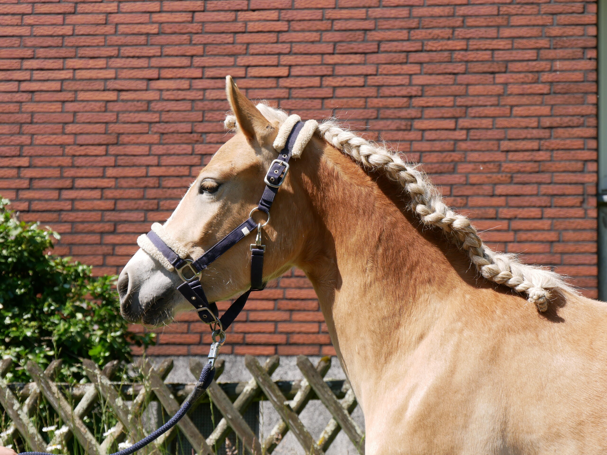 Haflinger Stute Sabine van de Kruusdellen – Bild 3