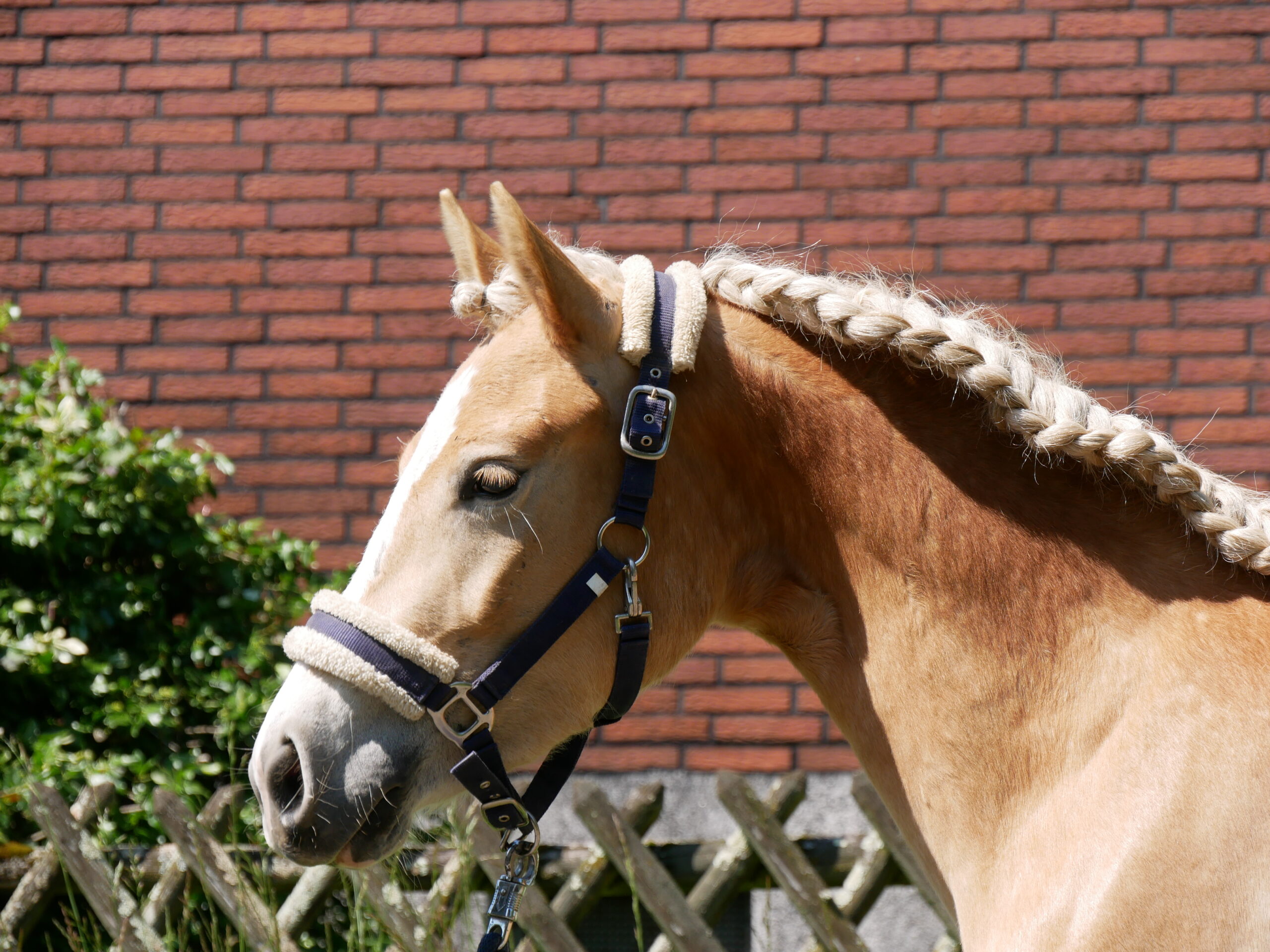 Haflinger Stute Sabine van de Kruusdellen – Bild 4