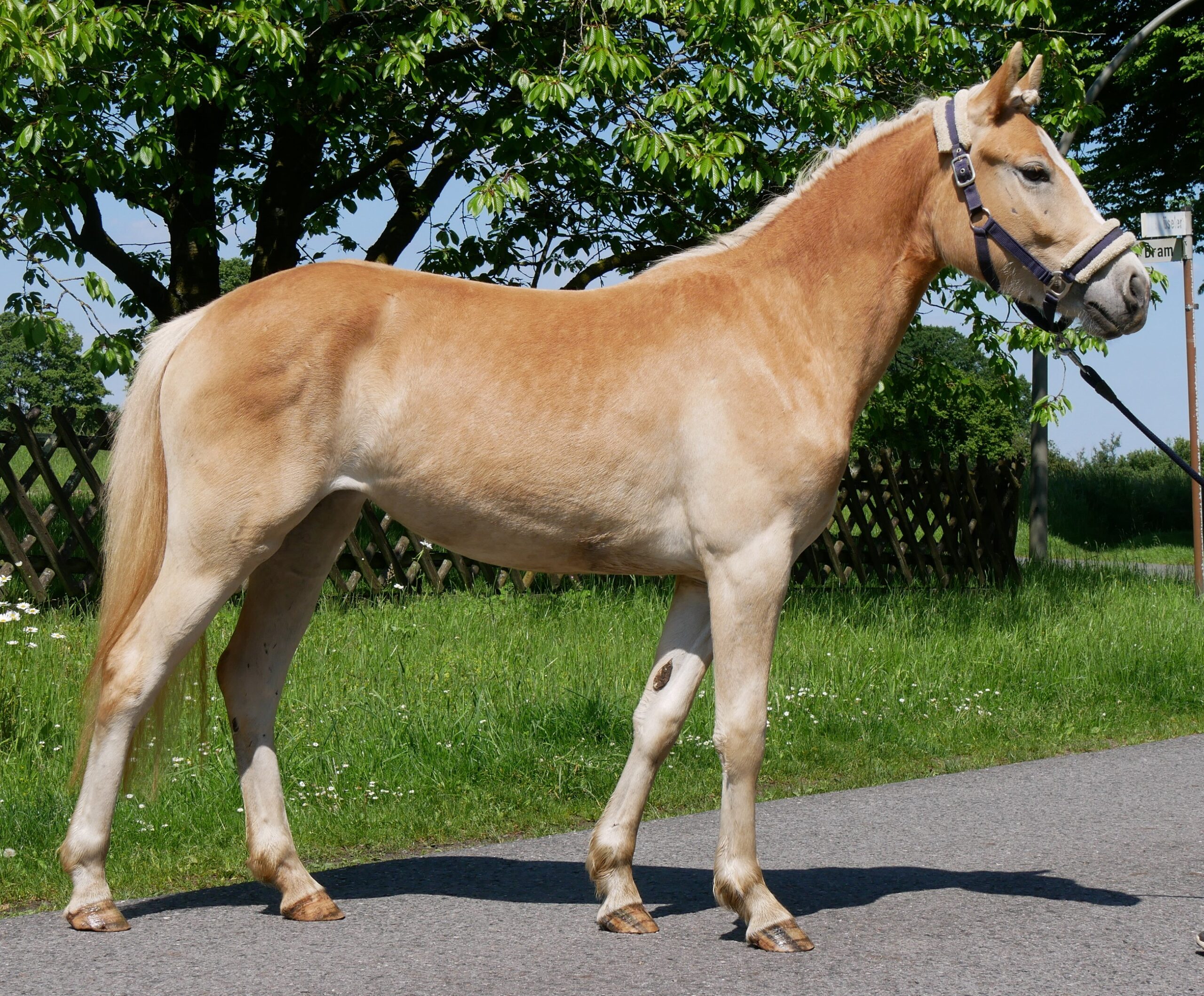 Haflinger Stute Sabine van de Kruusdellen – Bild 5