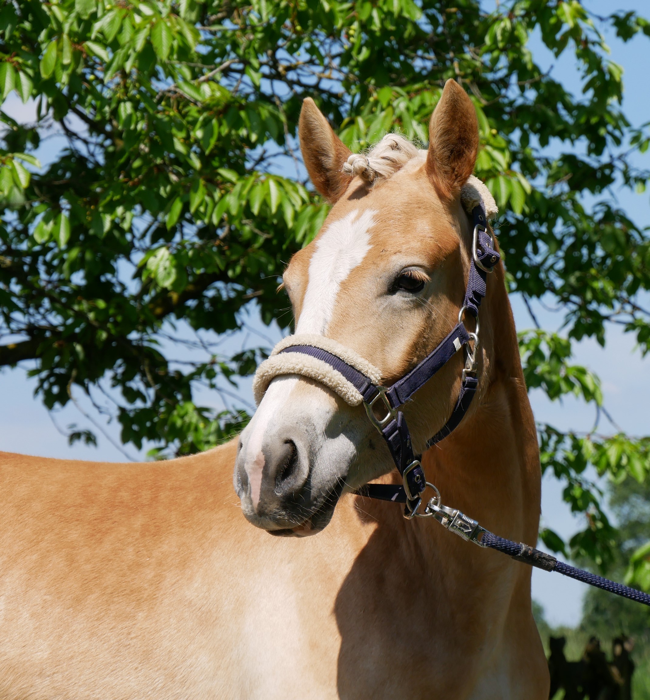 Haflinger Stute Sabine van de Kruusdellen – Bild 6