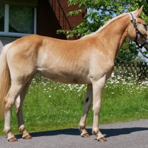 Haflinger Stute Sabine van de Kruusdellen