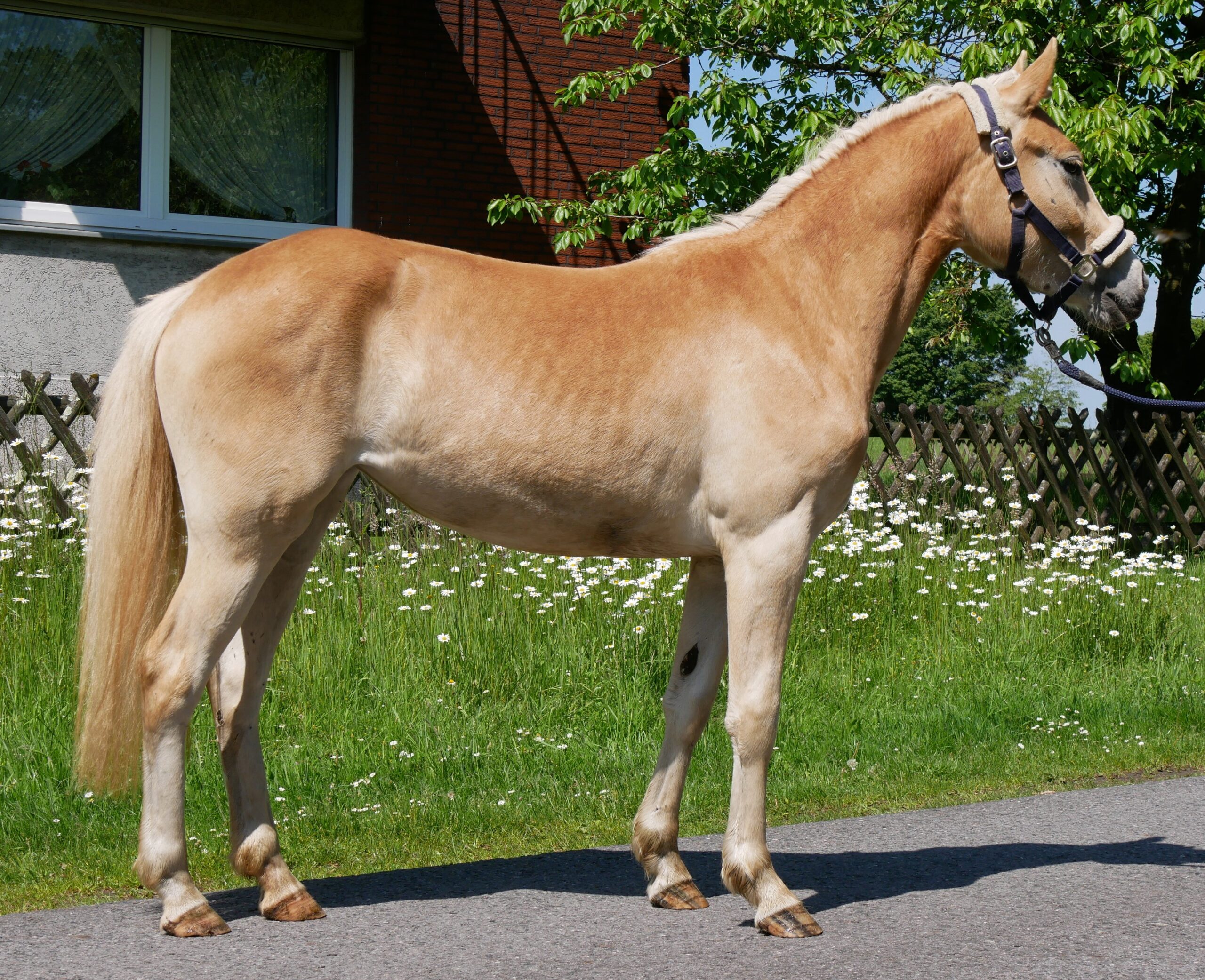 Haflinger Stute Sabine van de Kruusdellen