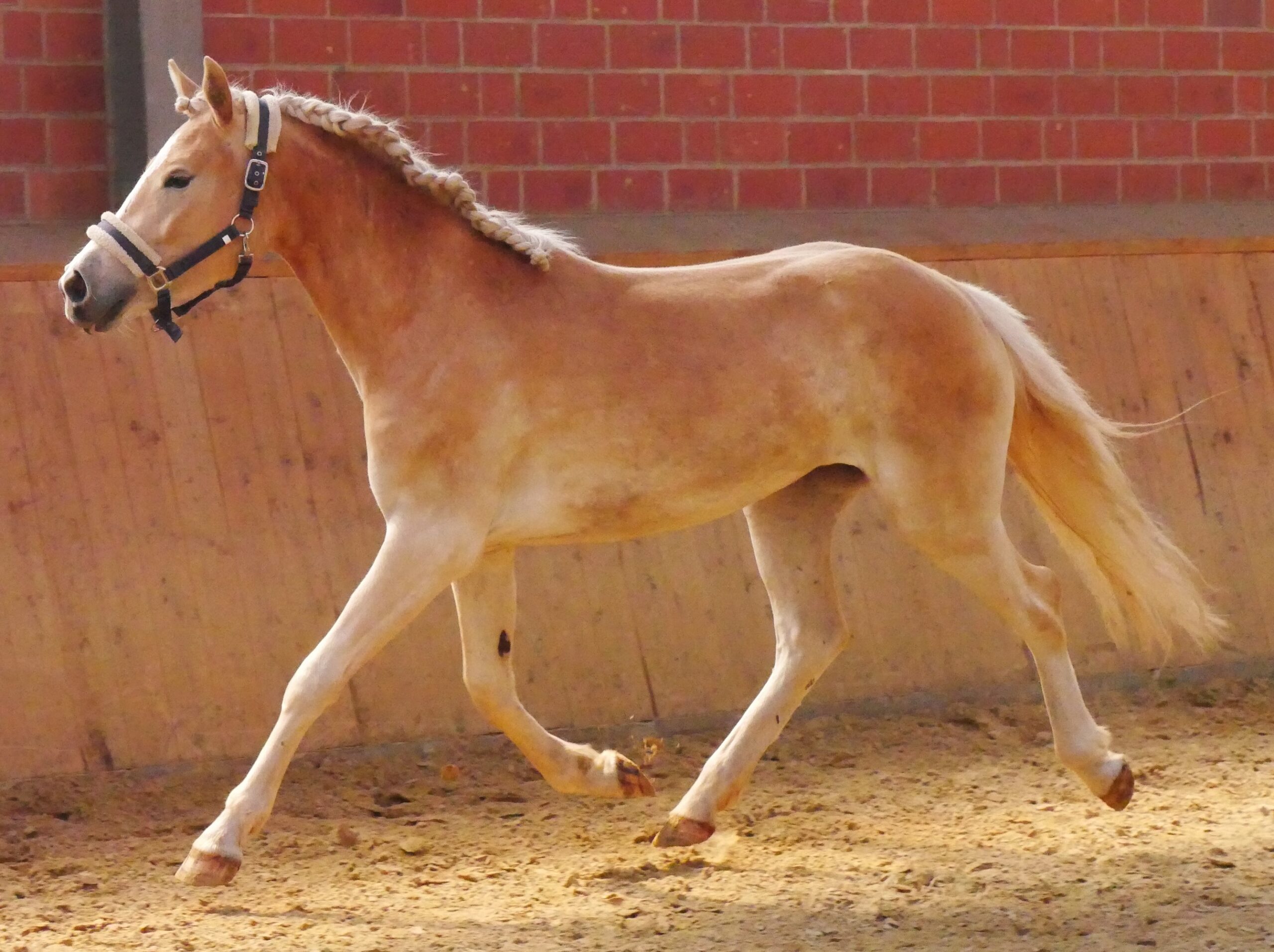 Haflinger Stute Sabine van de Kruusdellen – Bild 8