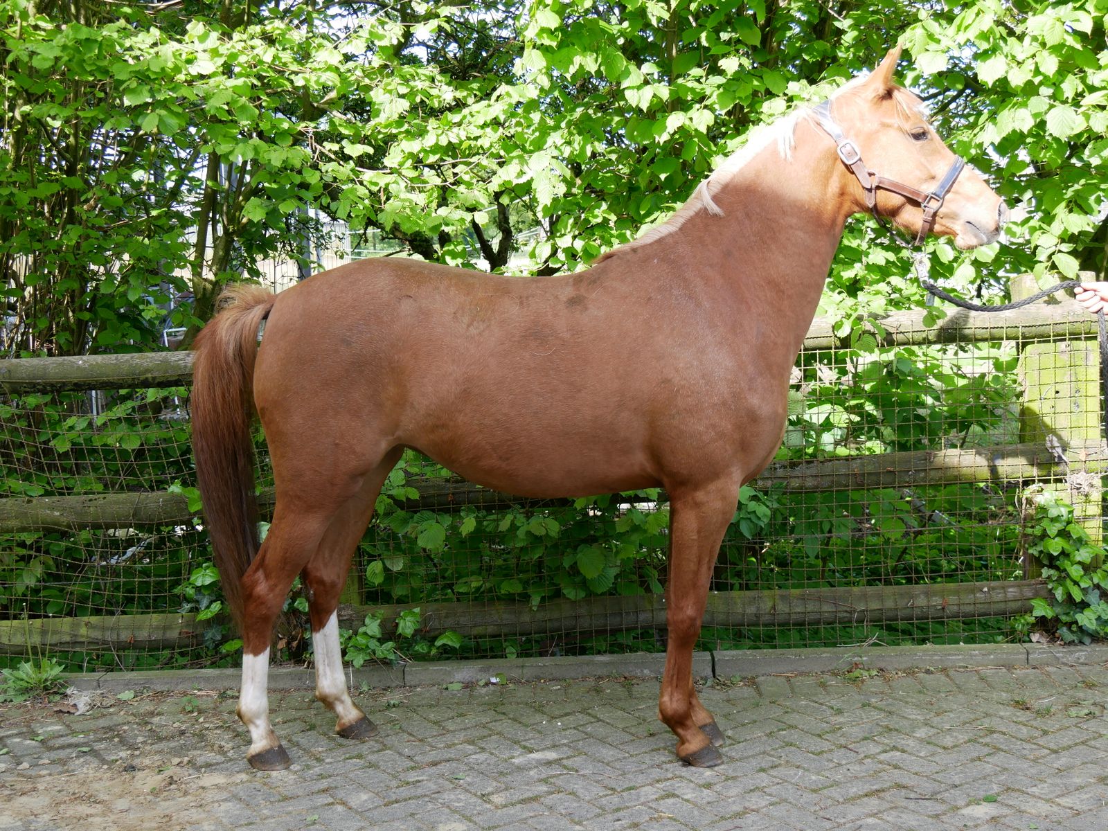 Deutsche Reitpony Stute - Pferde-Winkel.de - Freizeitpferde ...