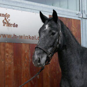 Stute von Cornet Obolensky aus einer Cartier v.d. Heffinck Mutter.