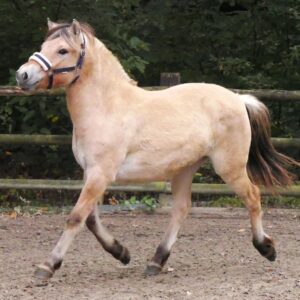 Fjord Stute  Vyarny Van`t Gors