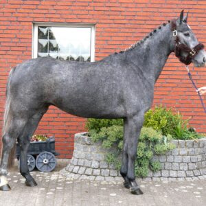Westfalen Stute Castella von Cornet Obolensky, Cartier v.d. Heffinck