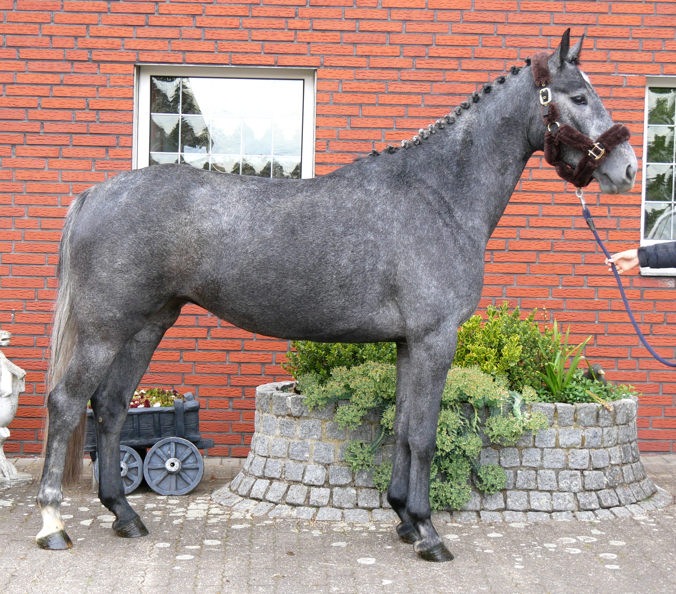 Westfalen Stute Castella von Cornet Obolensky, Cartier v.d. Heffinck
