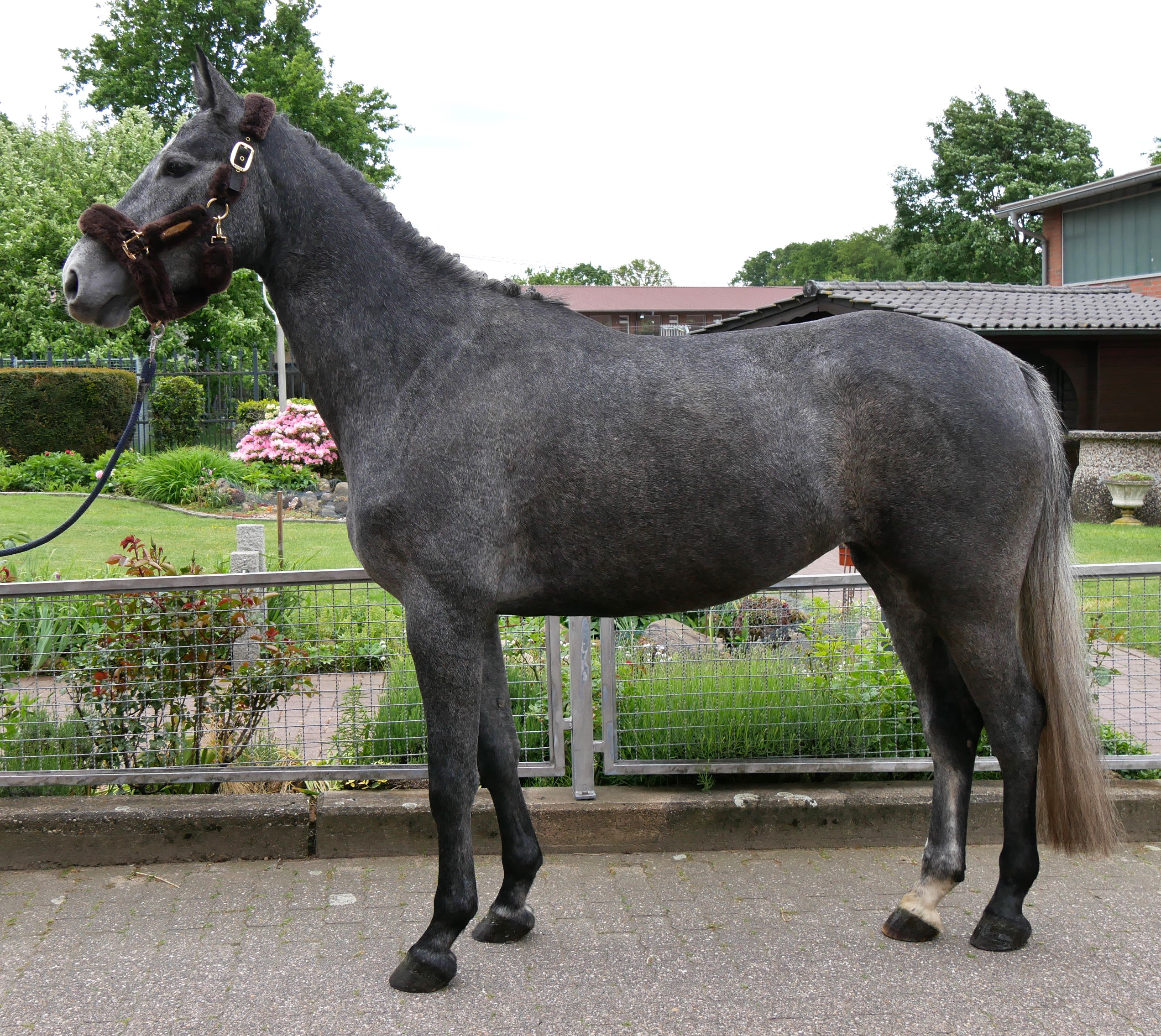 Westfalen Stute Castella von Cornet Obolensky, Cartier v.d. Heffinck – Bild 10