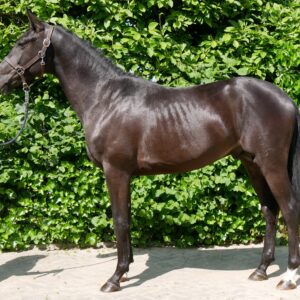 Westfalen Hengst v. Vision