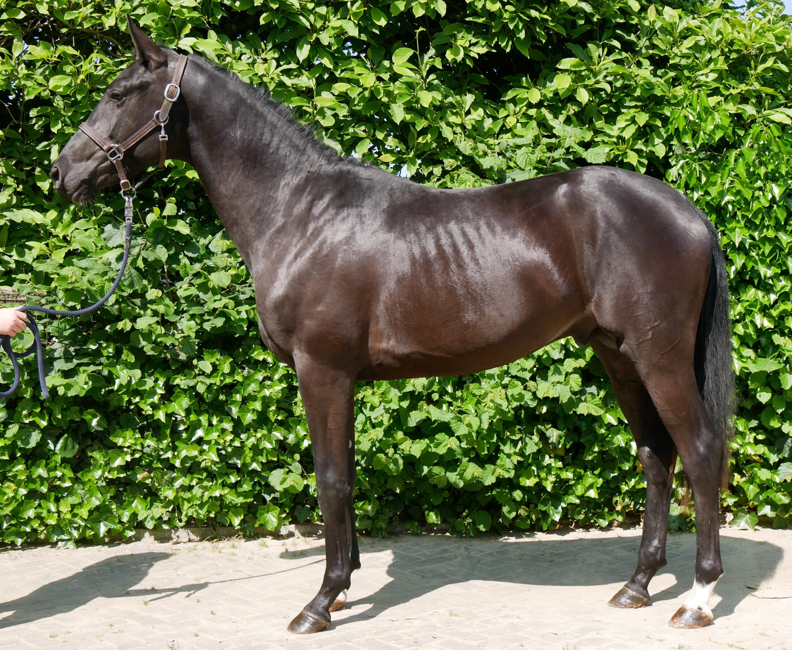 Westfalen Hengst v. Vision