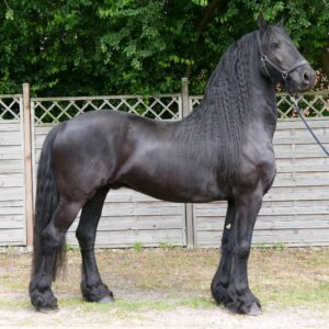 Friesen Wallach Jent