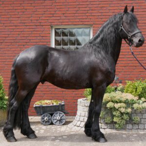 Friesen Wallach Jurre