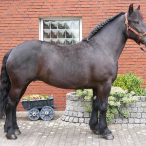Warmblut Stute Apolonia