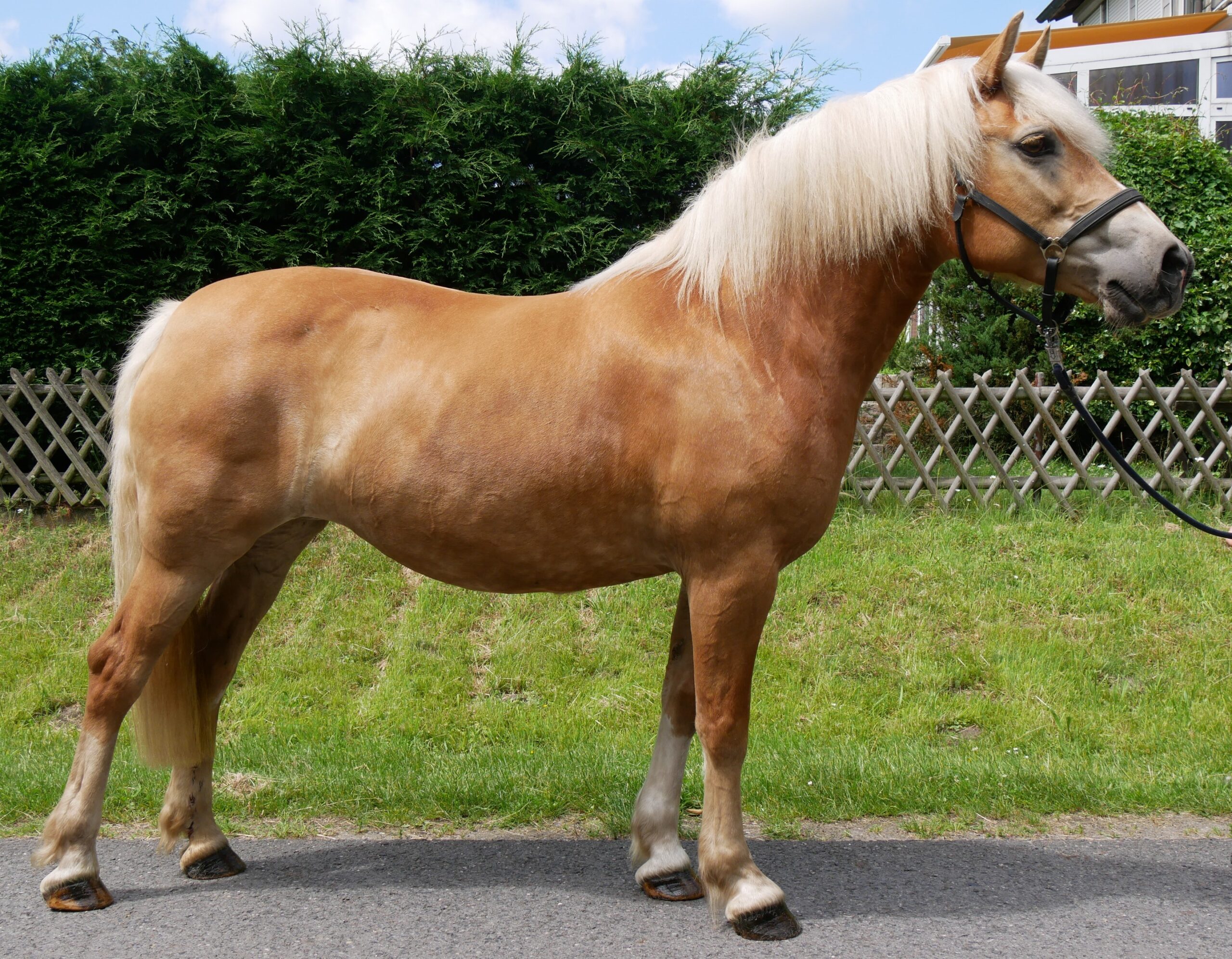 Haflinger Stuten Elena und Lexsa – Bild 2