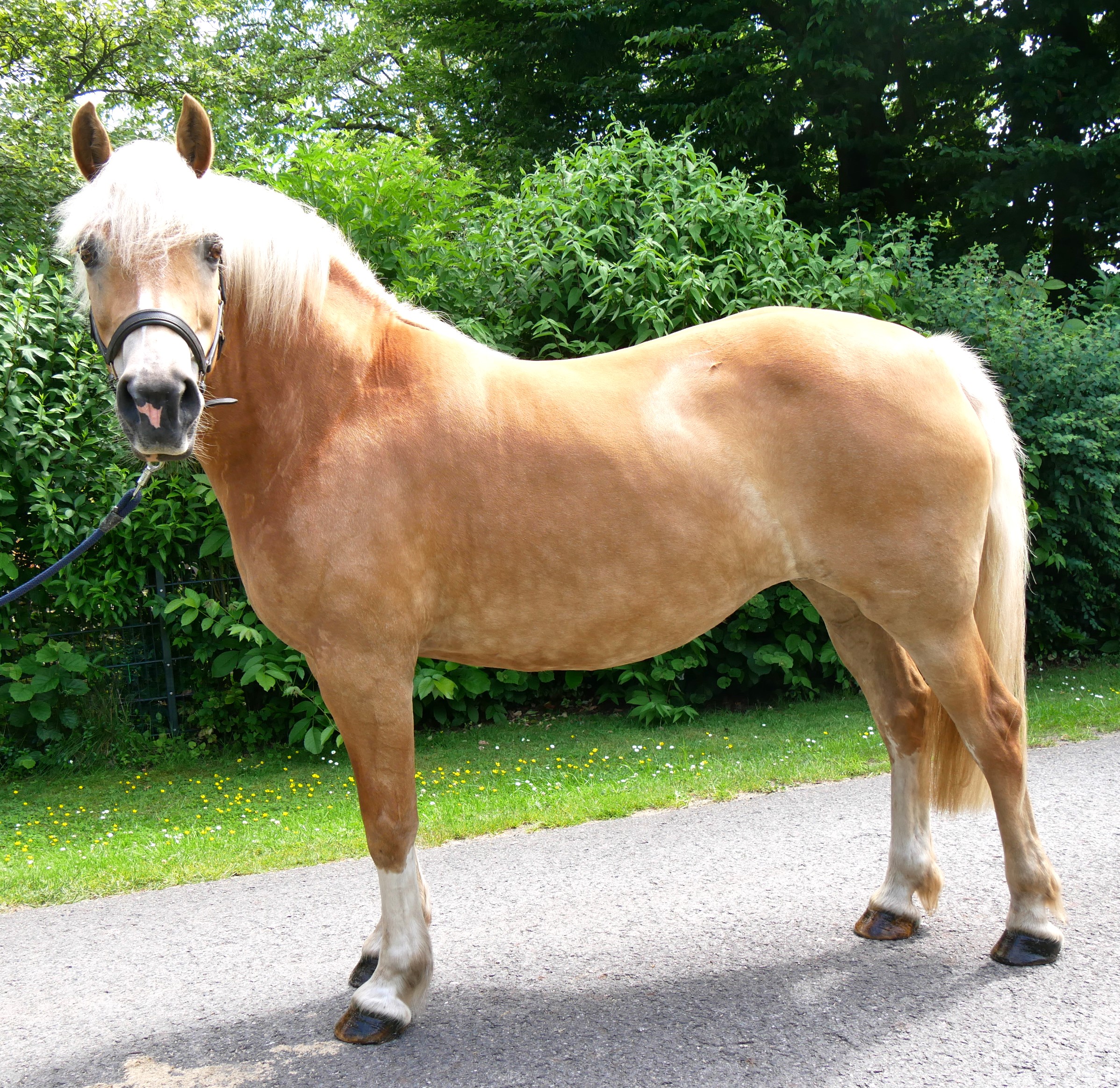 Haflinger Stuten Elena und Lexsa – Bild 3