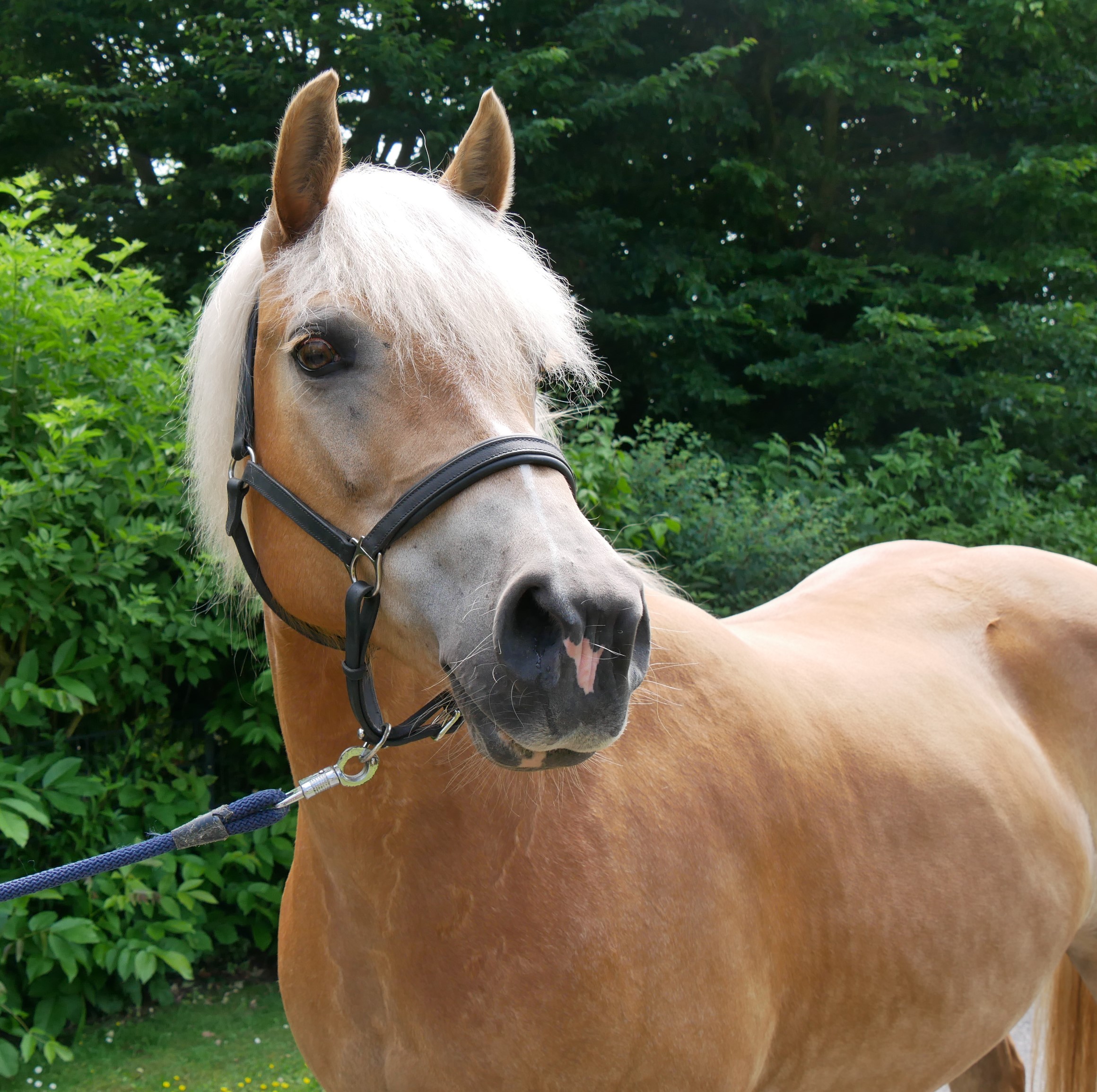 Haflinger Stuten Elena und Lexsa – Bild 4