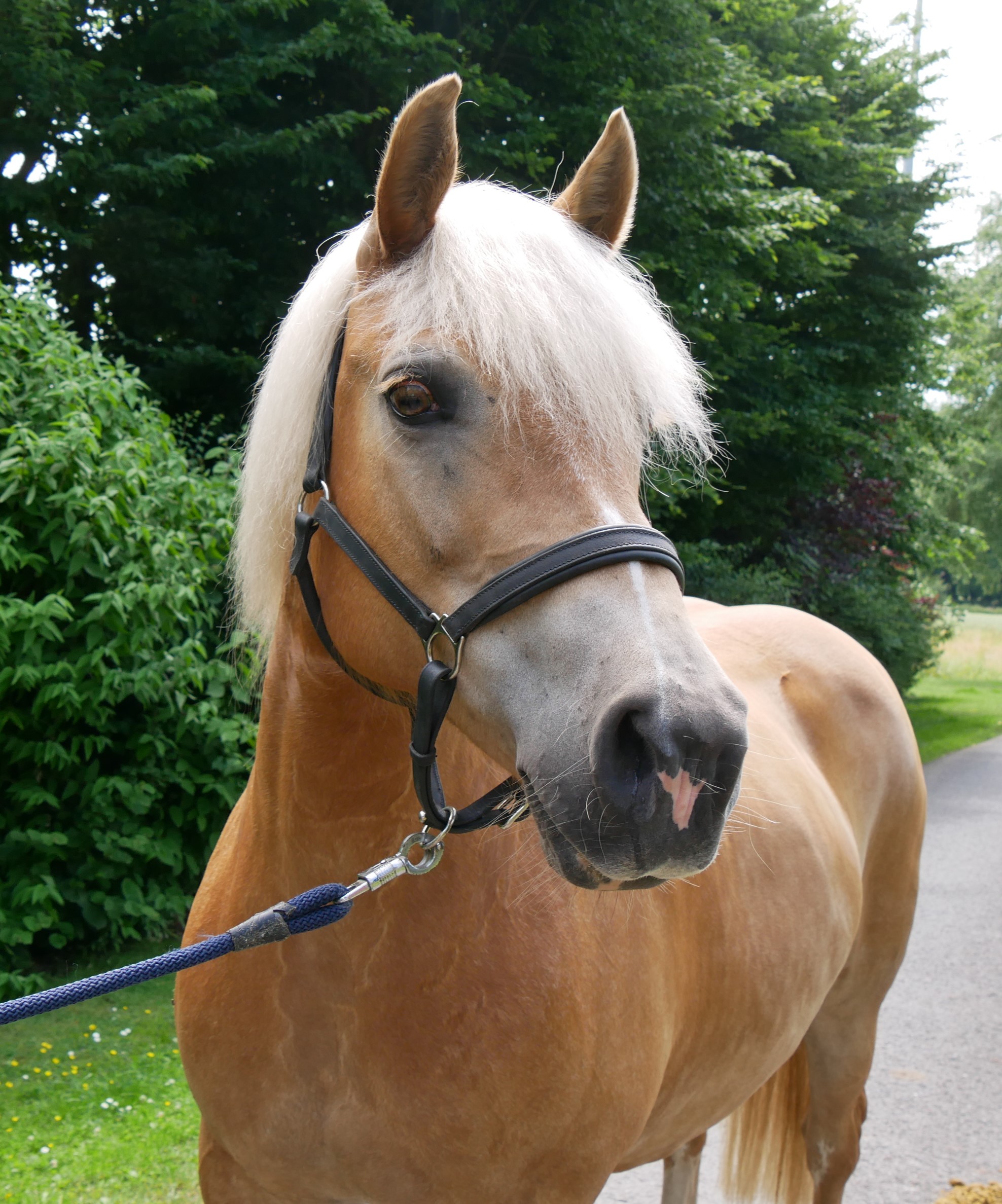 Haflinger Stuten Elena und Lexsa – Bild 5