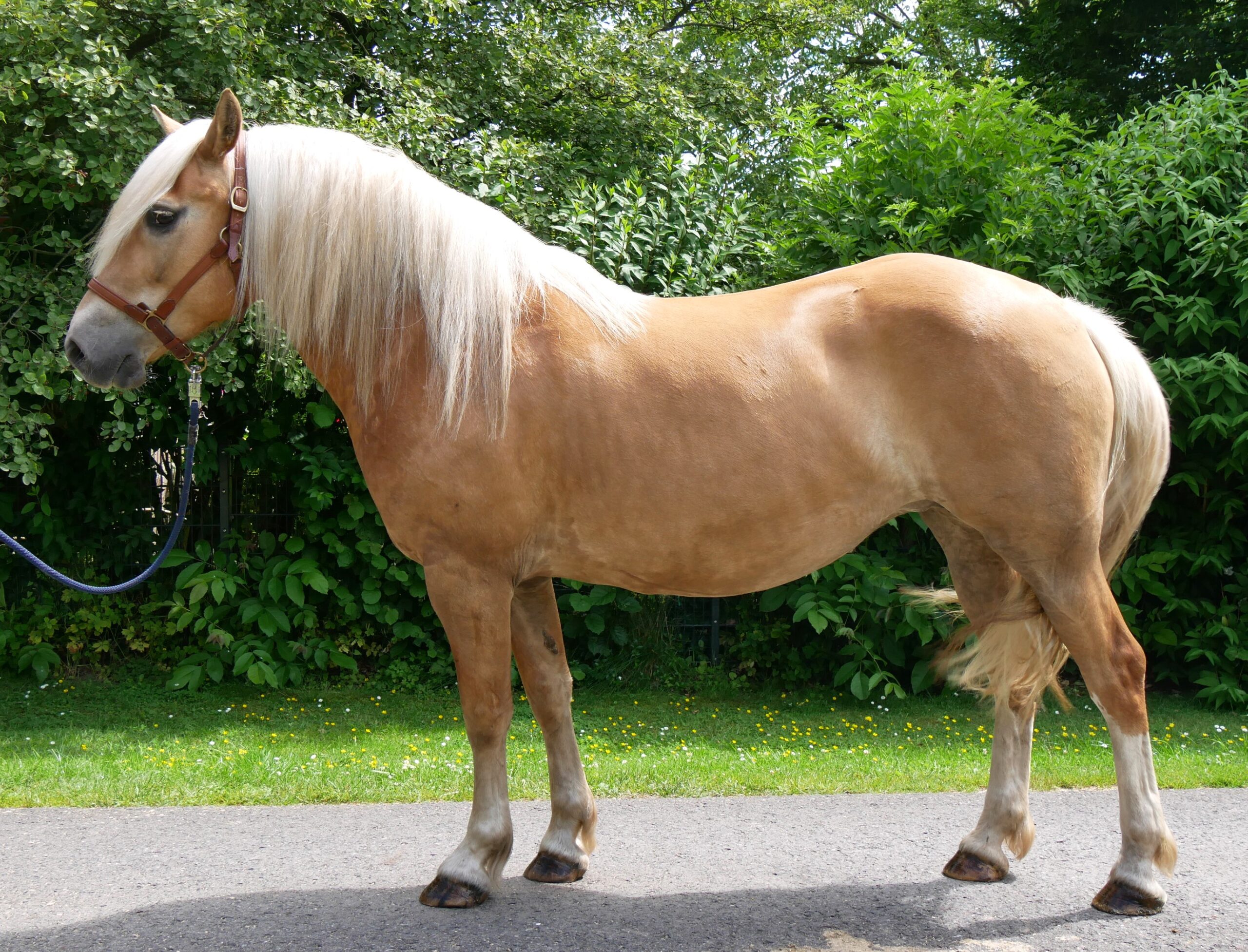 Haflinger Stuten Elena und Lexsa – Bild 6