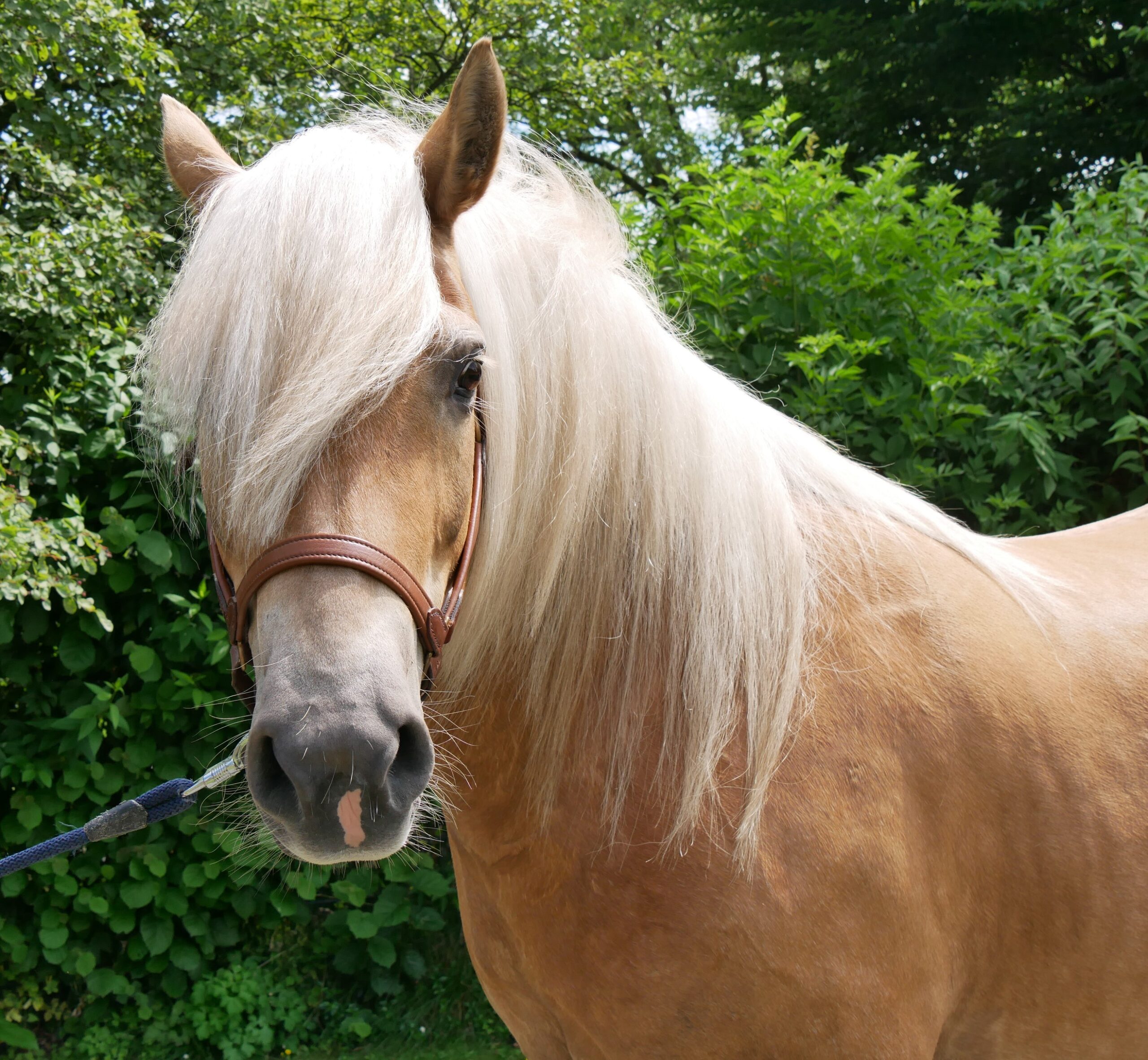Haflinger Stuten Elena und Lexsa – Bild 7