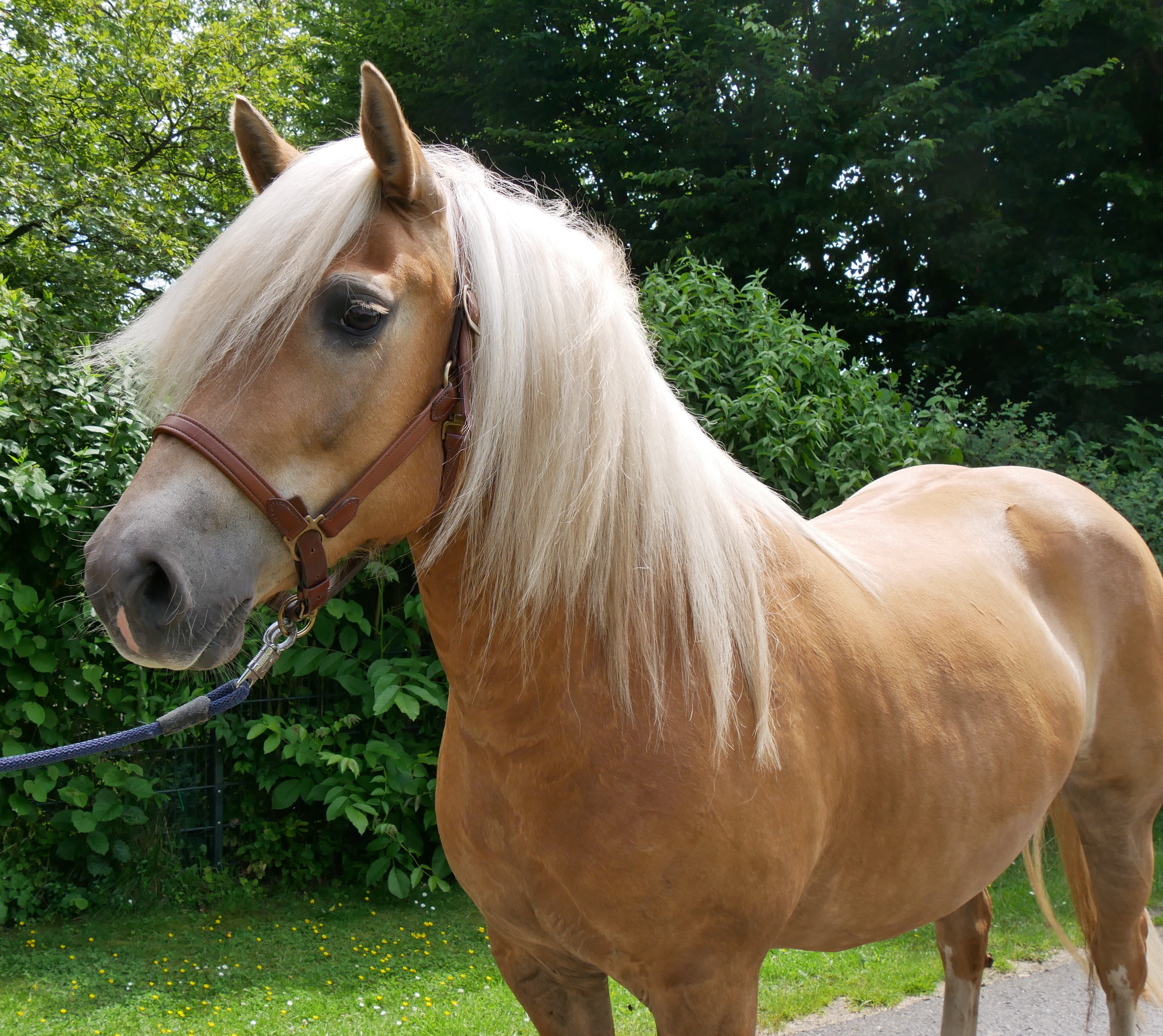 Haflinger Stuten Elena und Lexsa – Bild 8