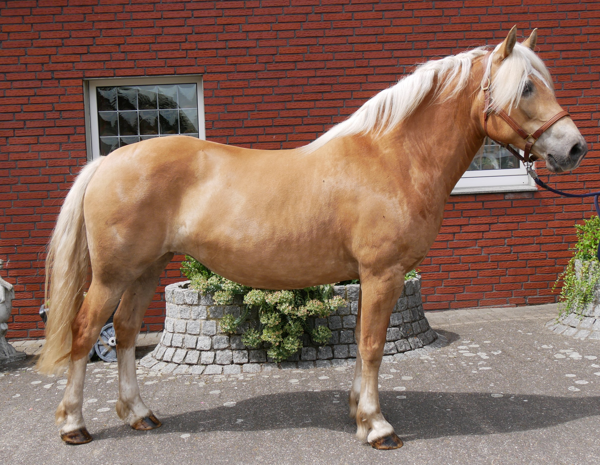 Haflinger Stuten Elena und Lexsa – Bild 9