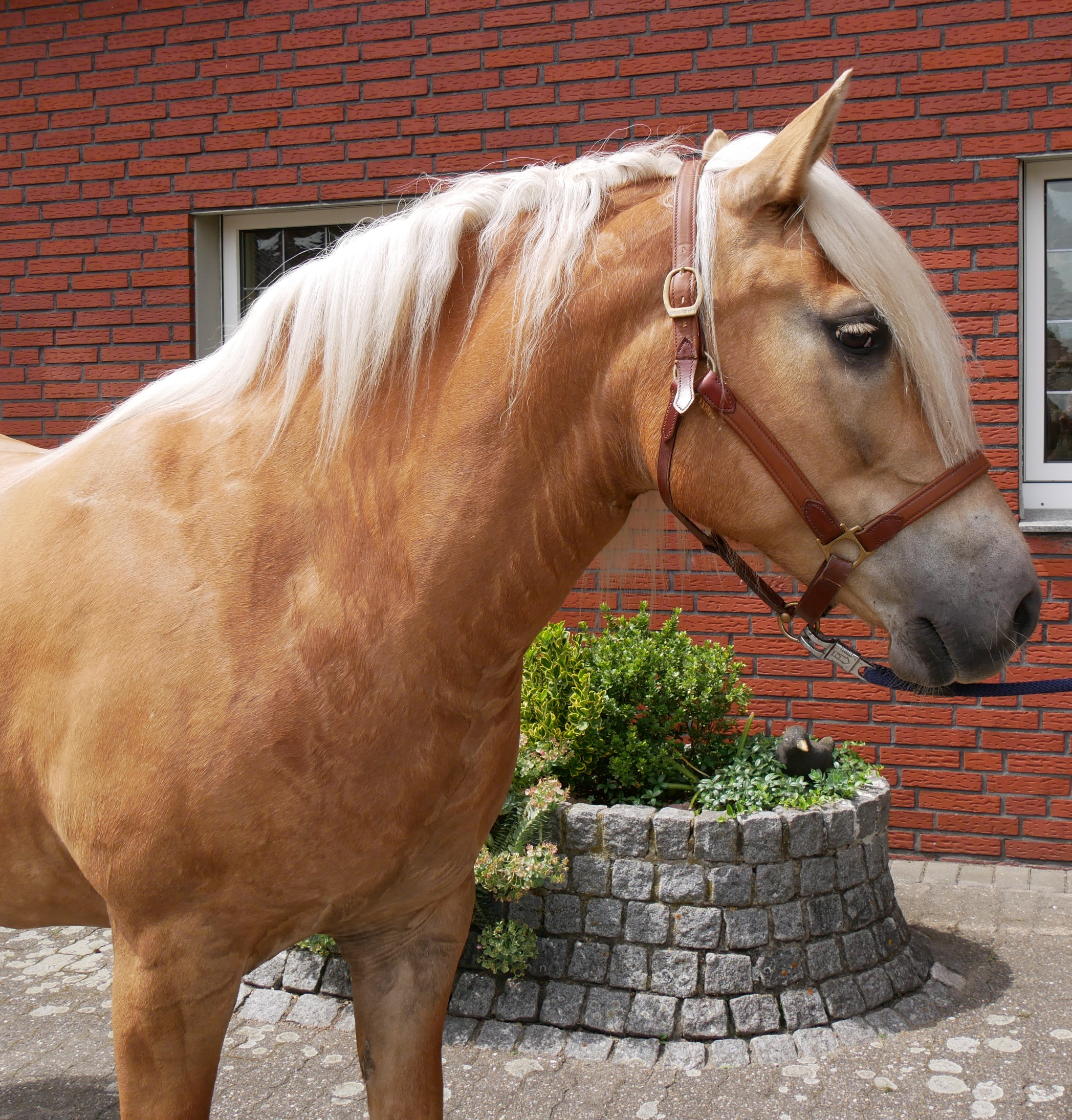 Haflinger Stuten Elena und Lexsa – Bild 10