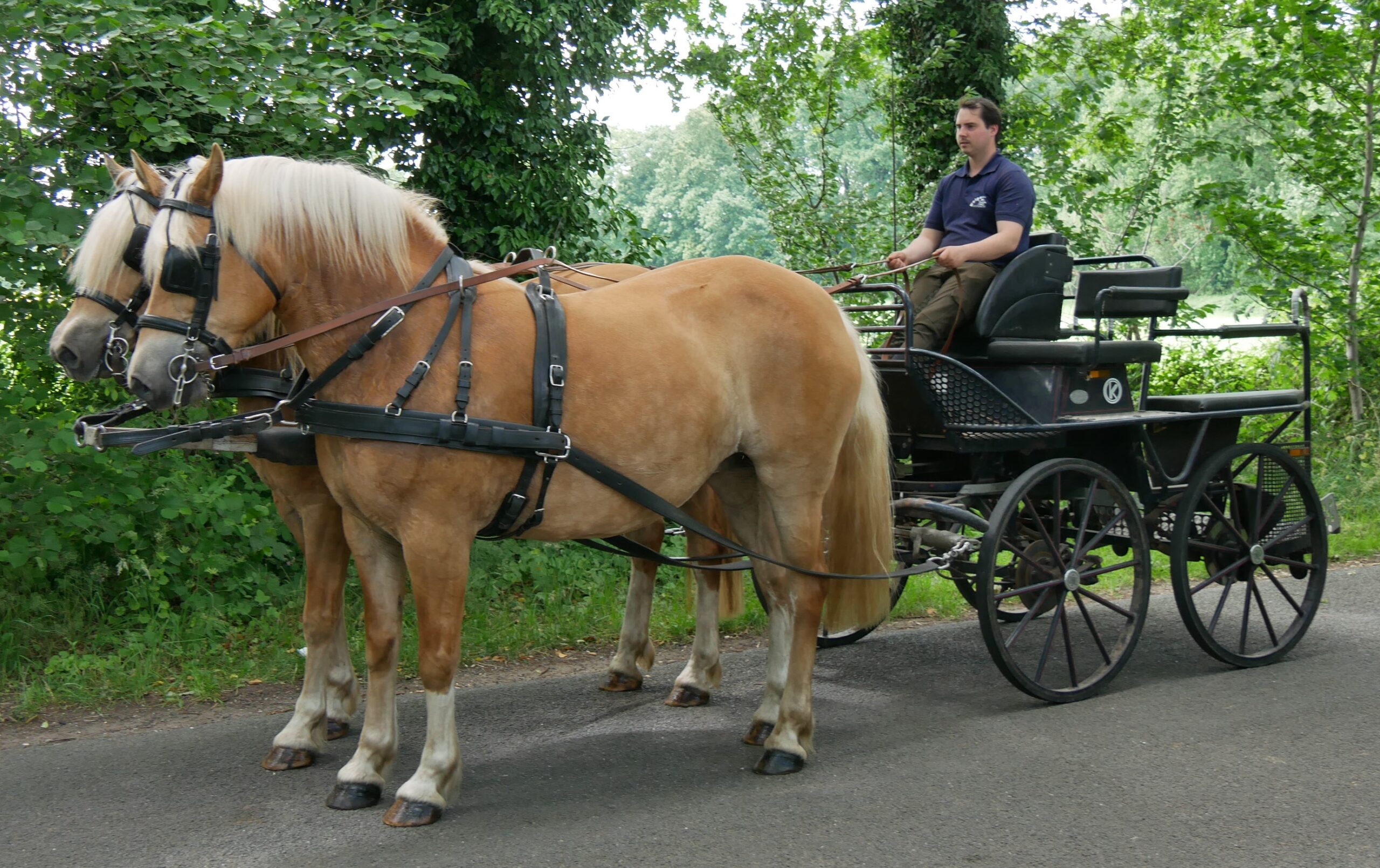 Haflinger Stuten Elena und Lexsa – Bild 11