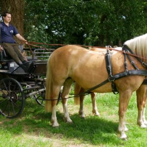 Haflinger Stuten Elena und Lexsa