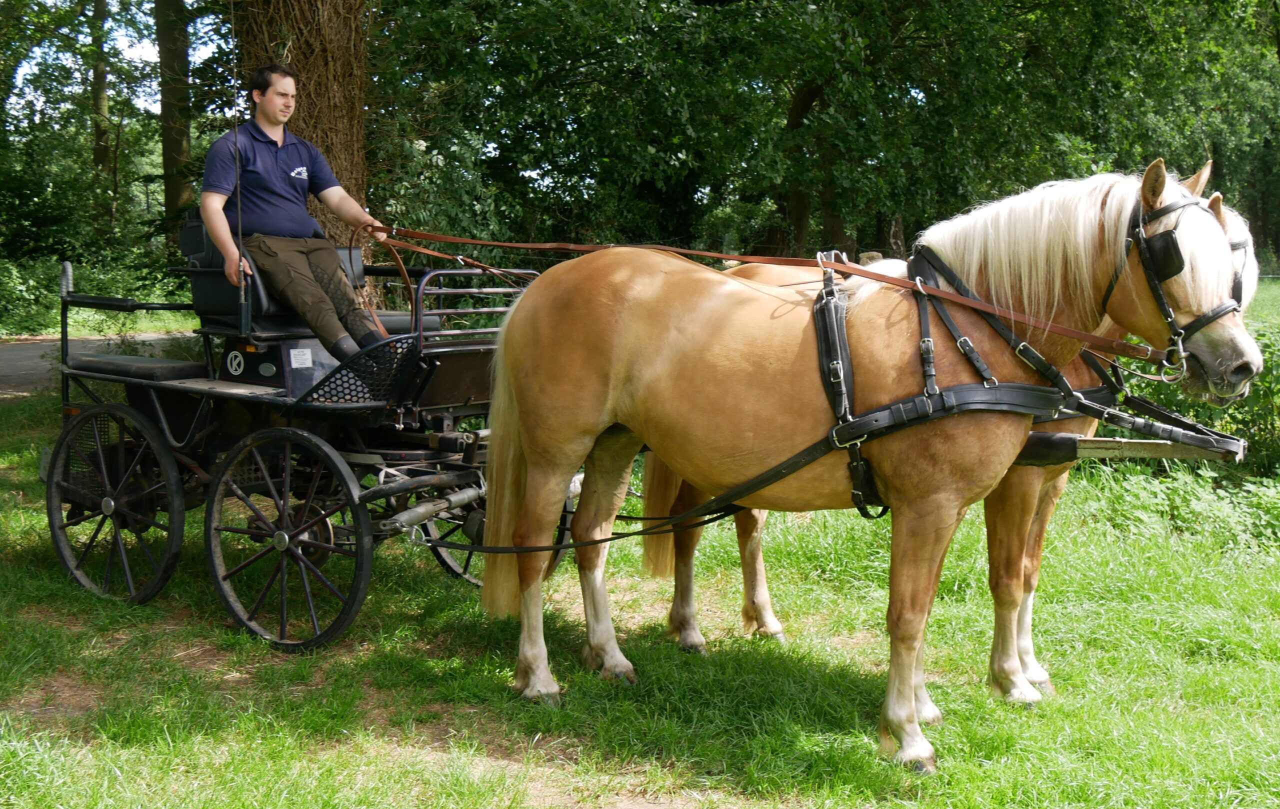 Haflinger Stuten Elena und Lexsa