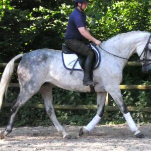 Warmblut Stute Colina
