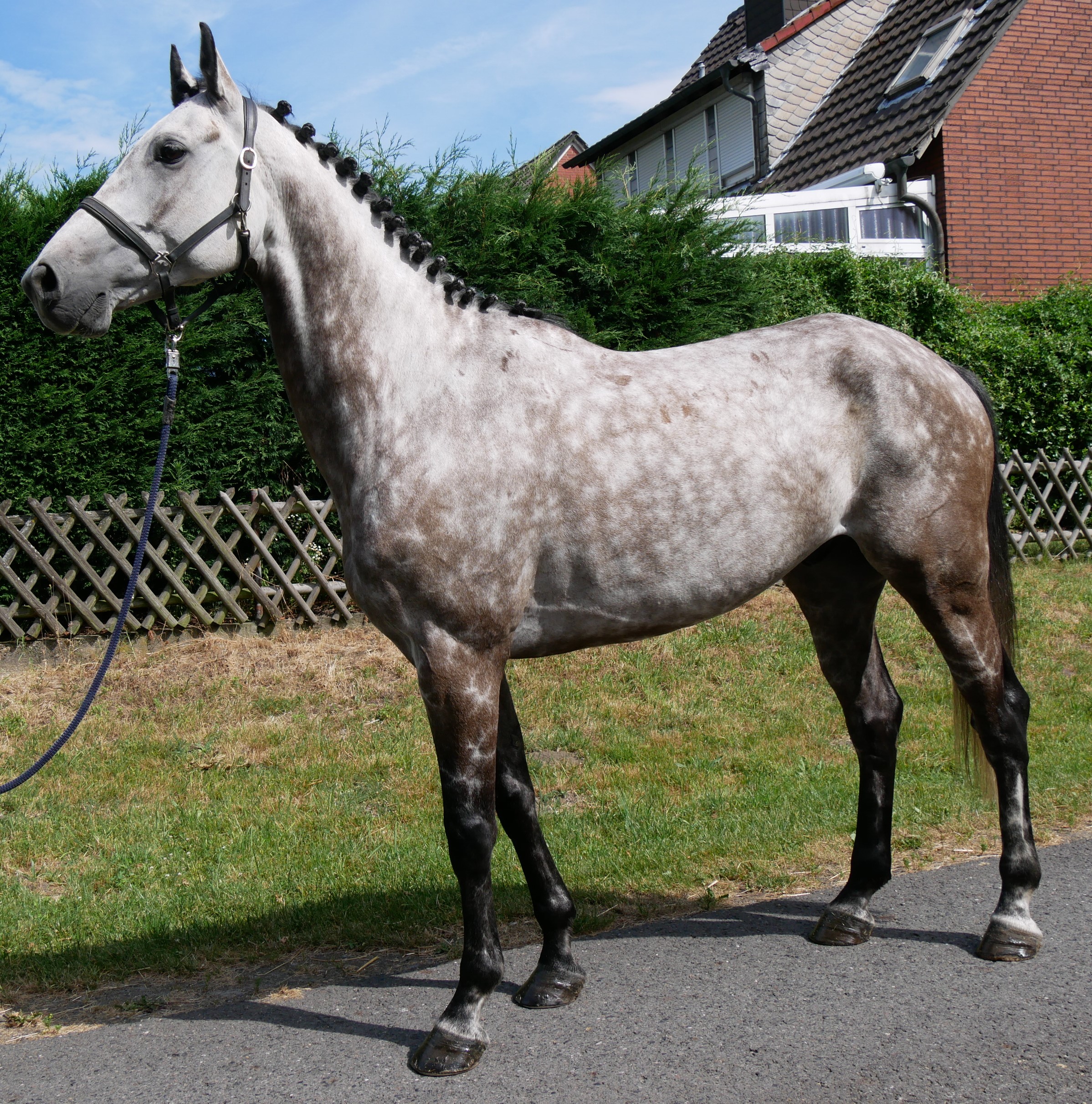 KWPN Wallach Onze Carlos V – Bild 2