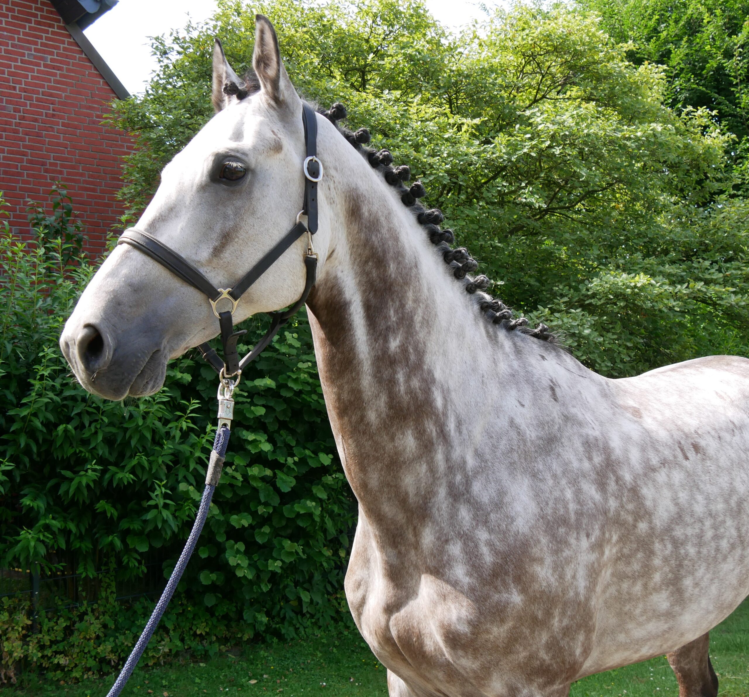 KWPN Wallach Onze Carlos V – Bild 3