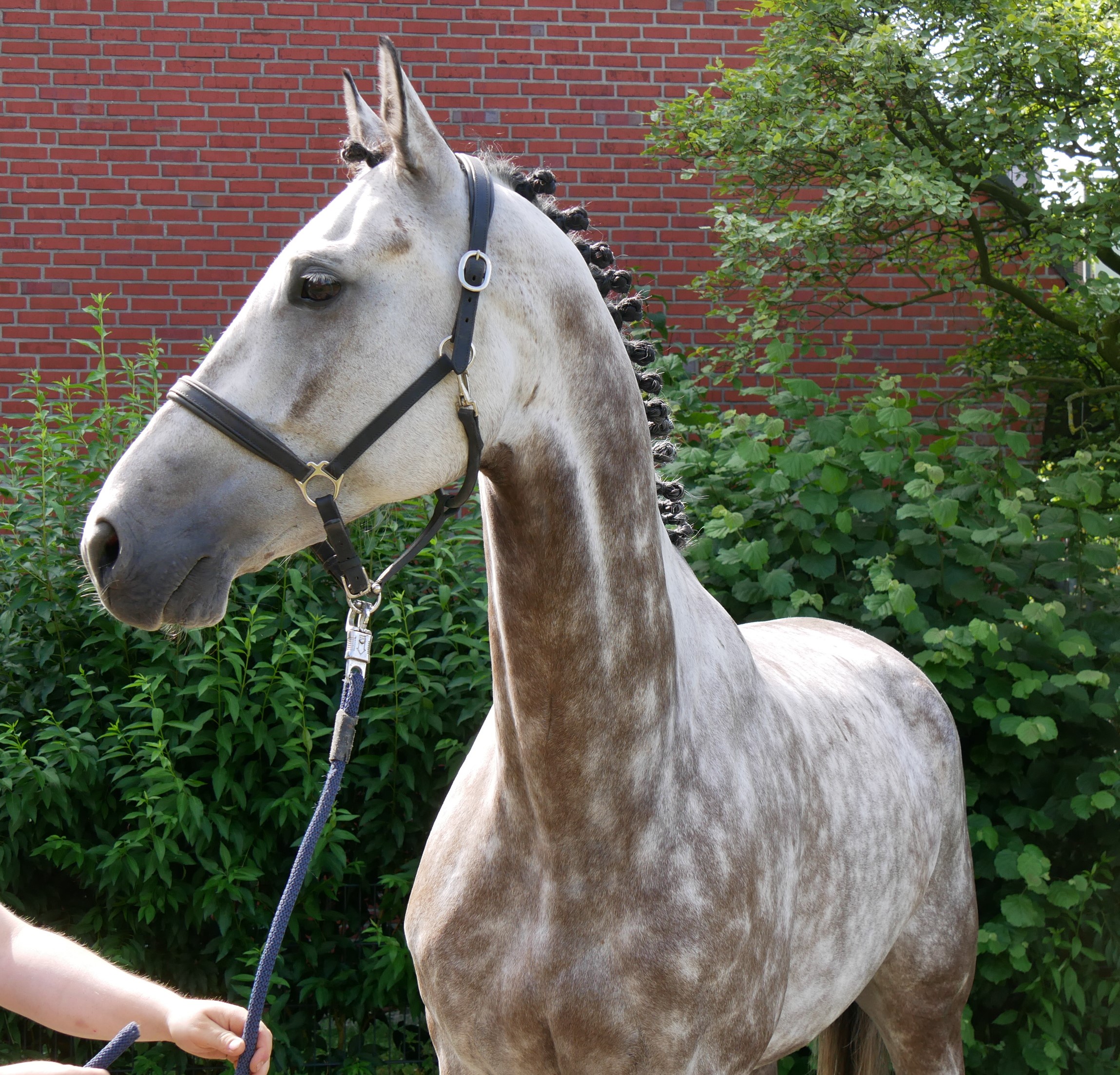 KWPN Wallach Onze Carlos V – Bild 4