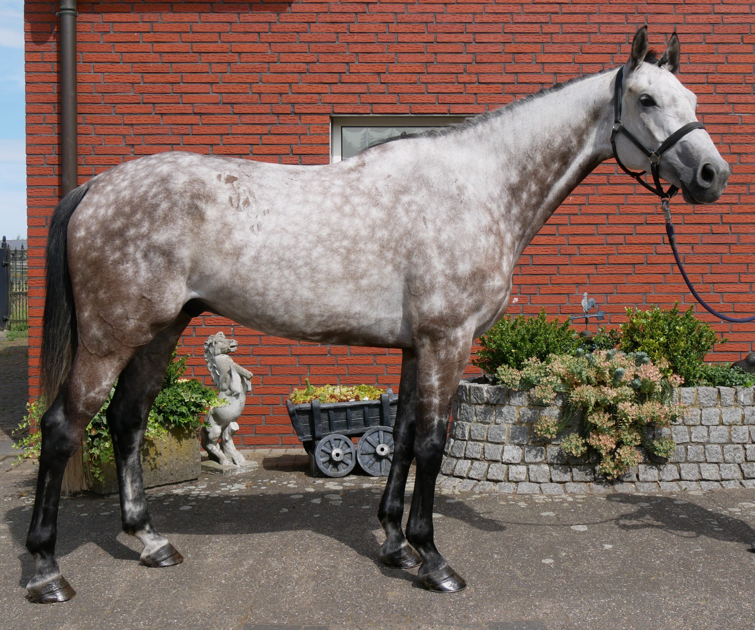 KWPN Wallach Onze Carlos V – Bild 6