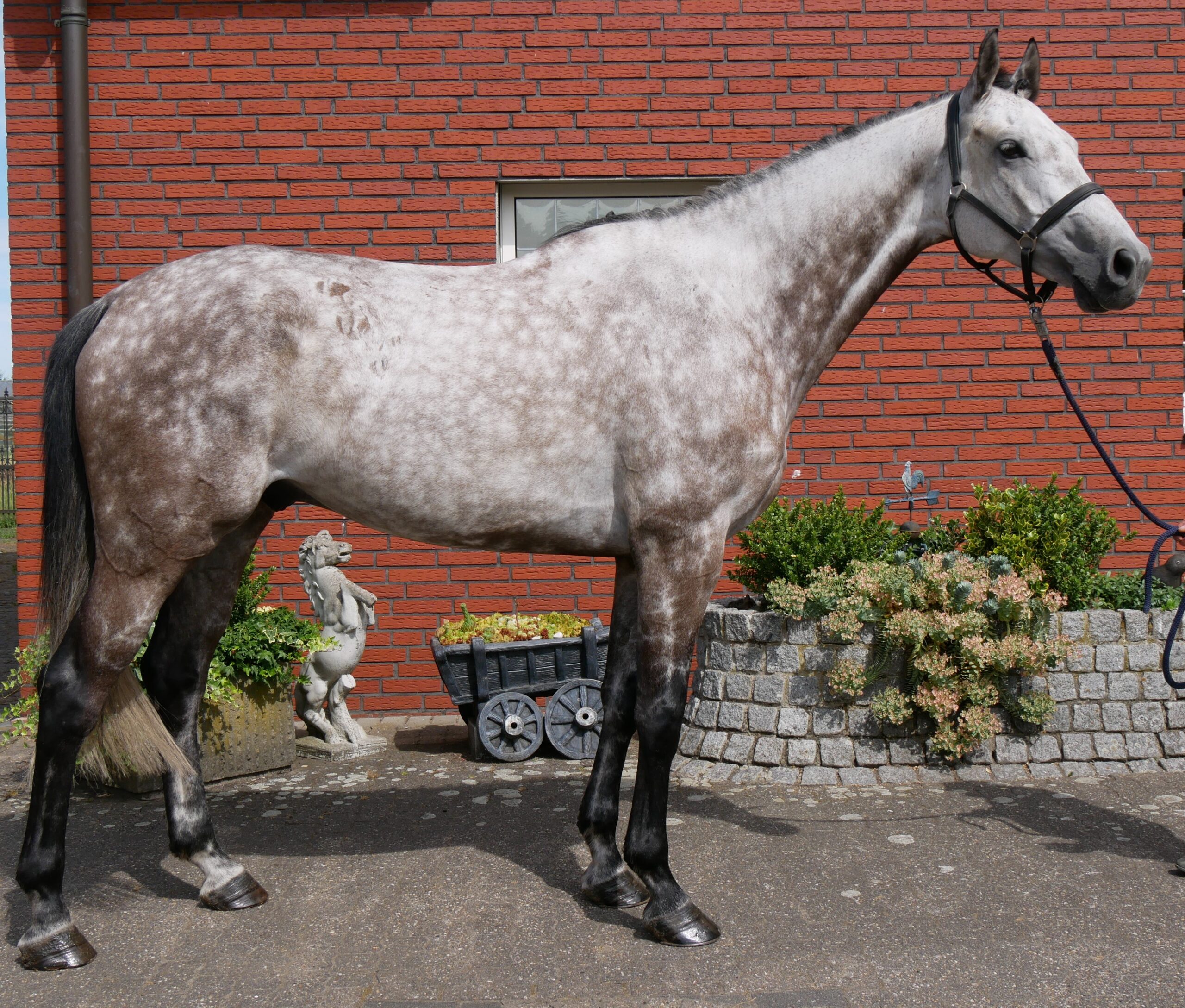 KWPN Wallach Onze Carlos V – Bild 7