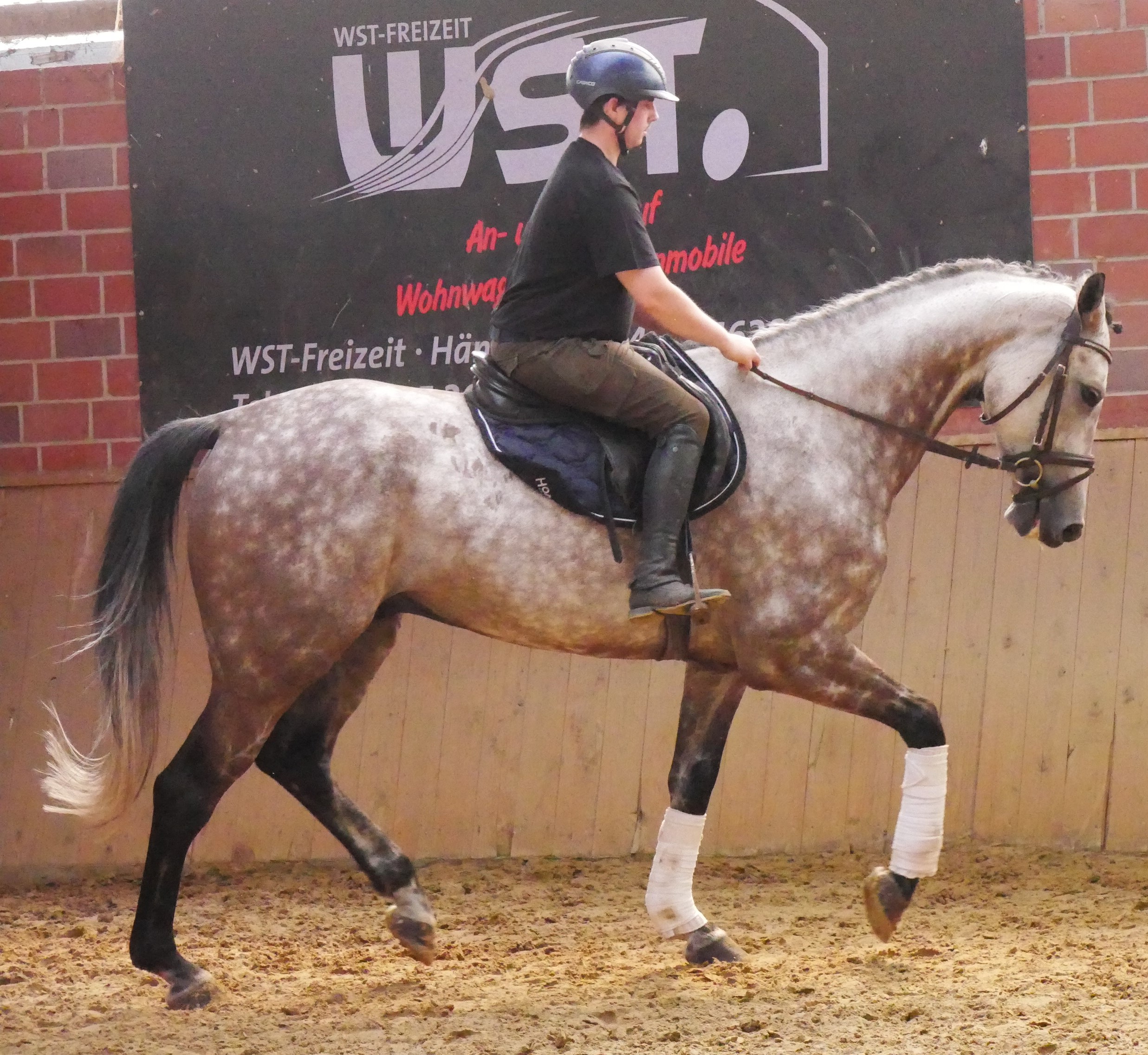 KWPN Wallach Onze Carlos V – Bild 8