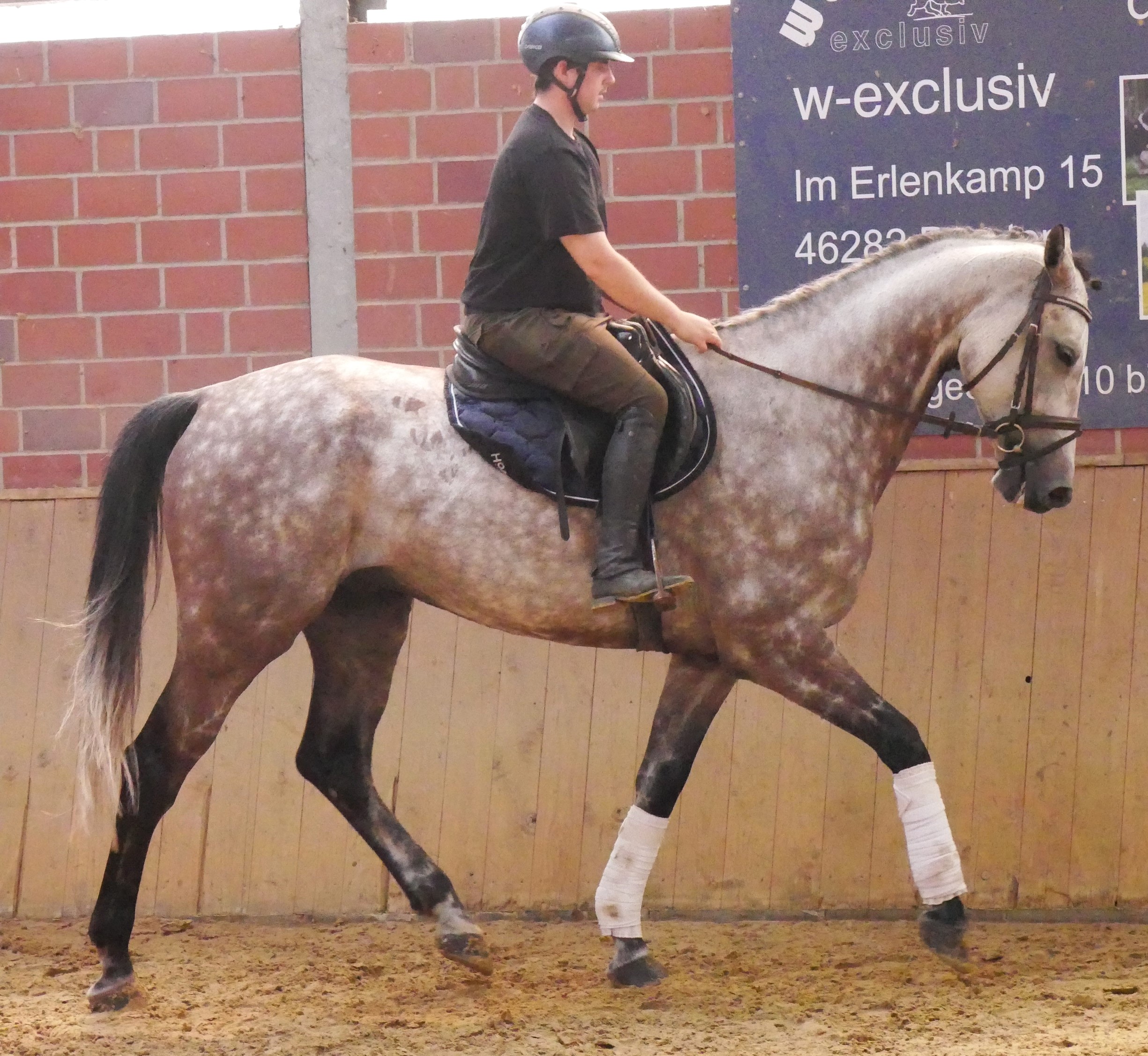 KWPN Wallach Onze Carlos V – Bild 9