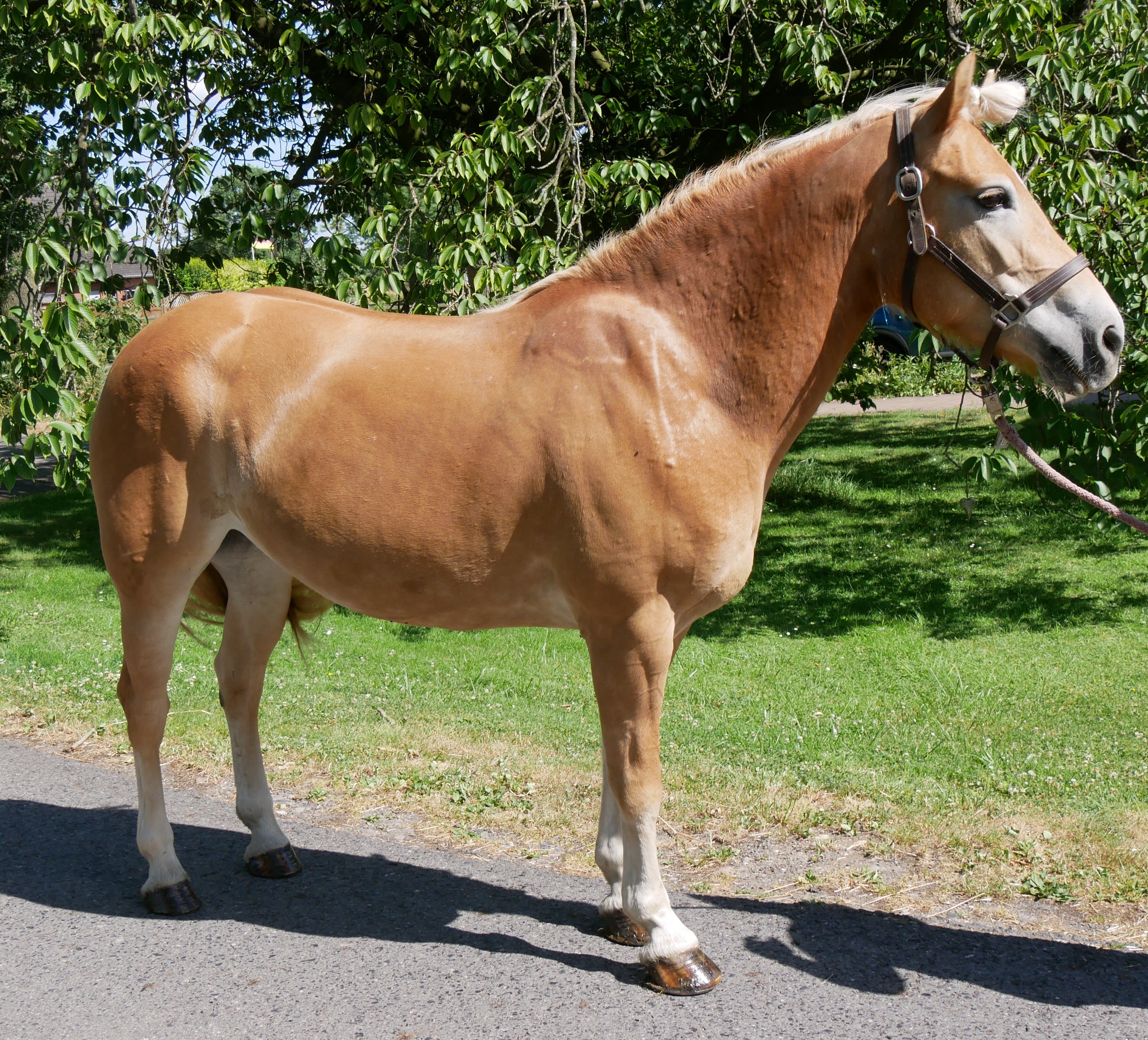 Haflinger Stute Bonita – Bild 2