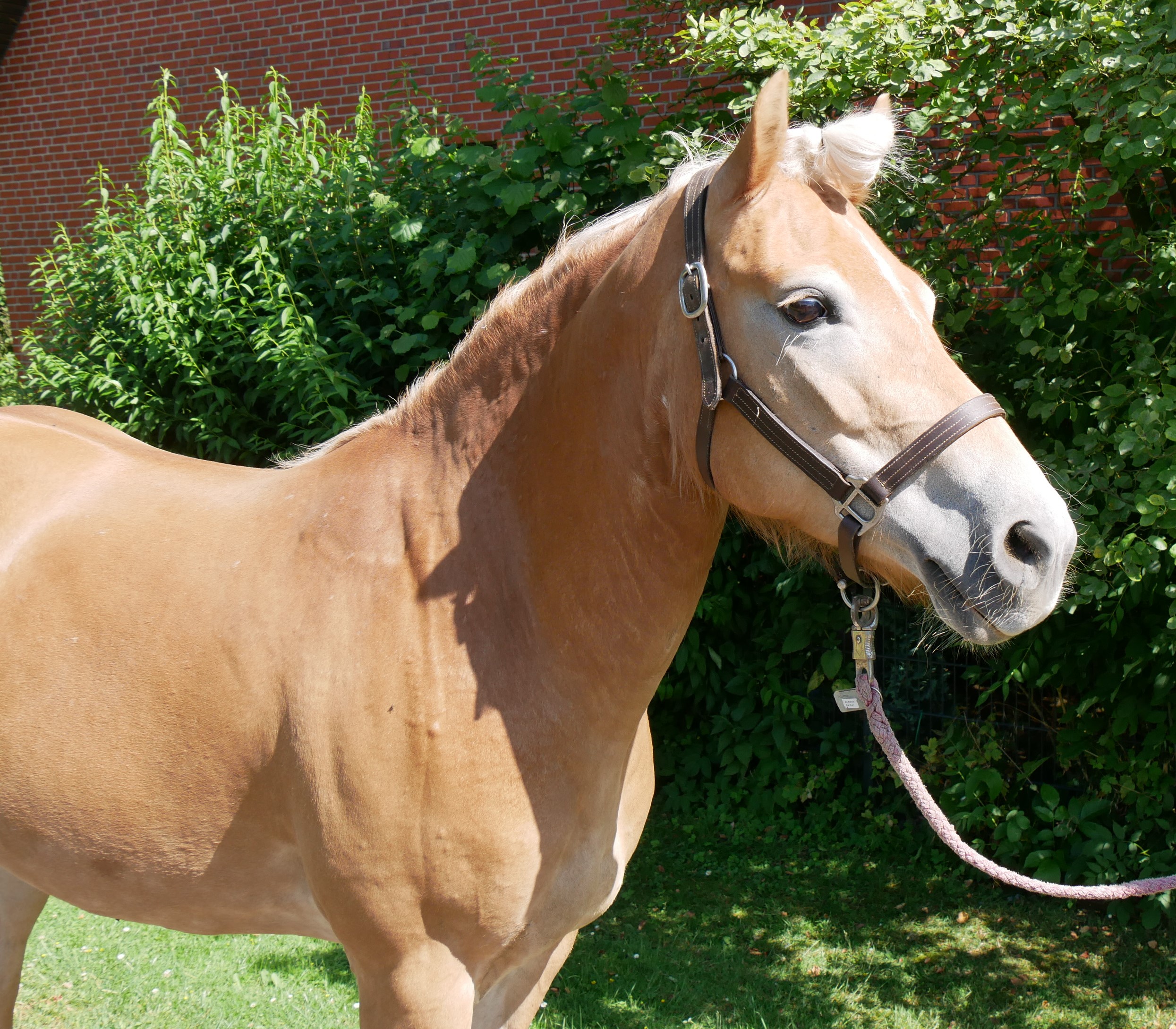 Haflinger Stute Bonita – Bild 3