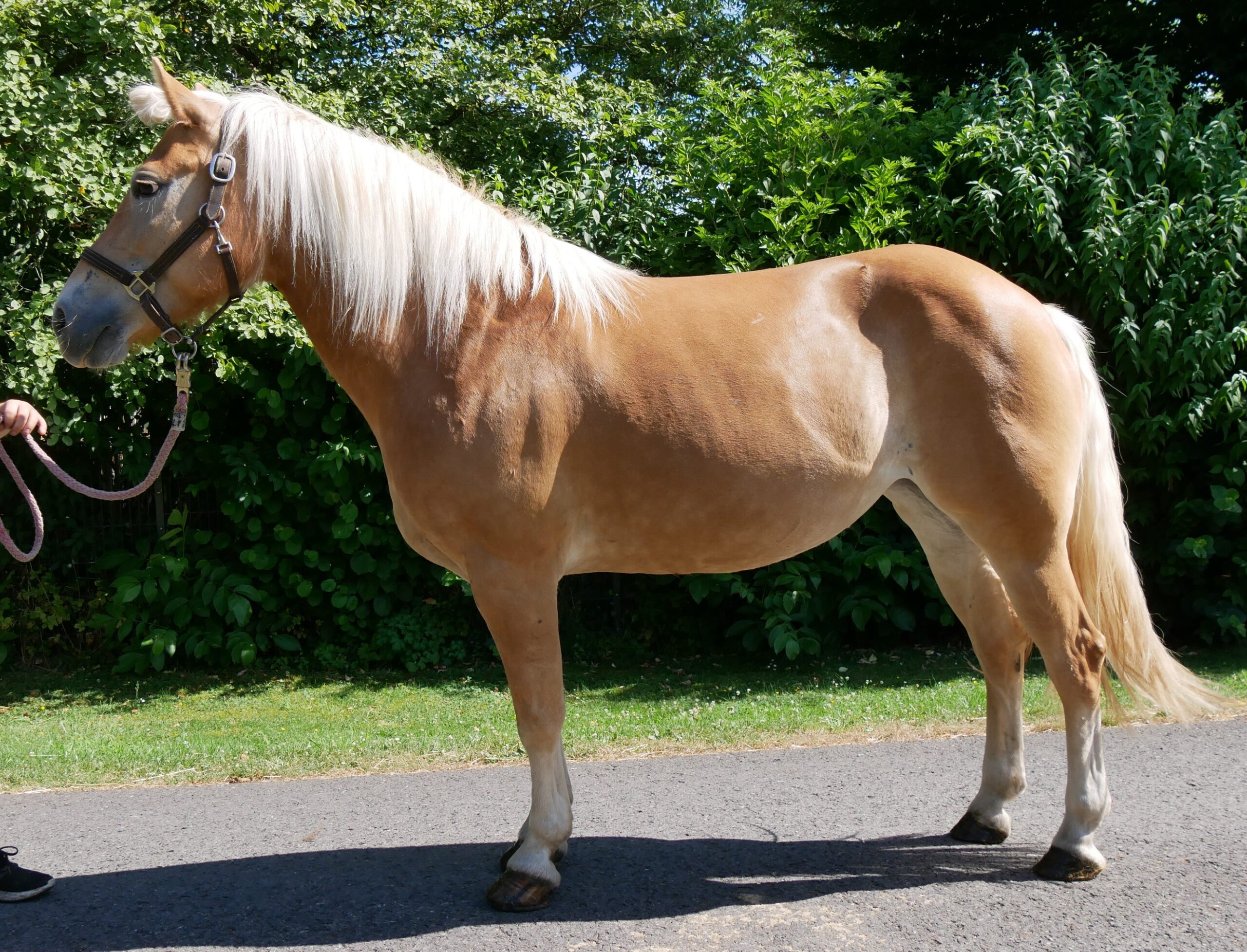 Haflinger Stute Bonita – Bild 4