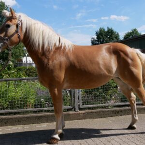 Haflinger Stute Bonita