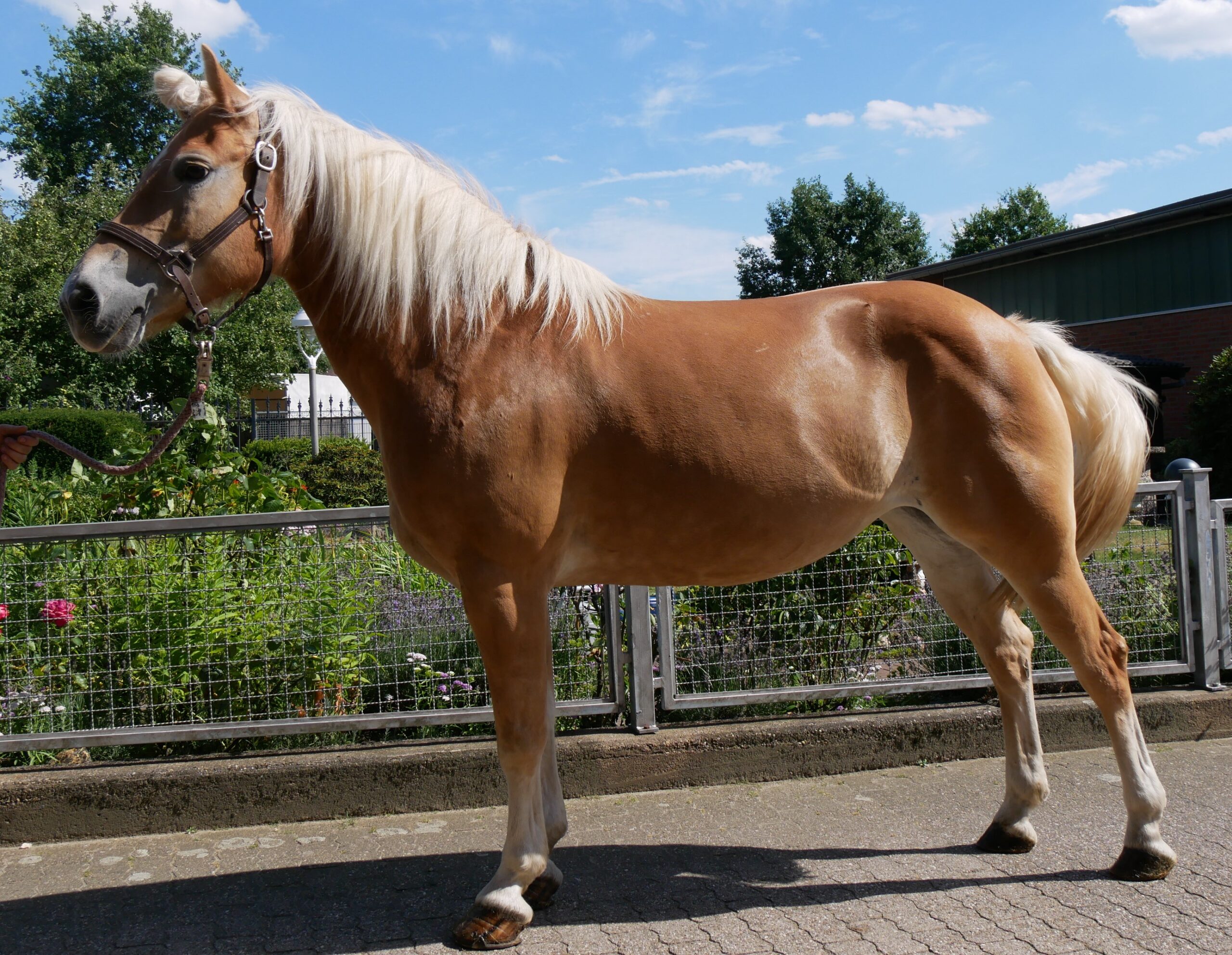 Haflinger Stute Bonita
