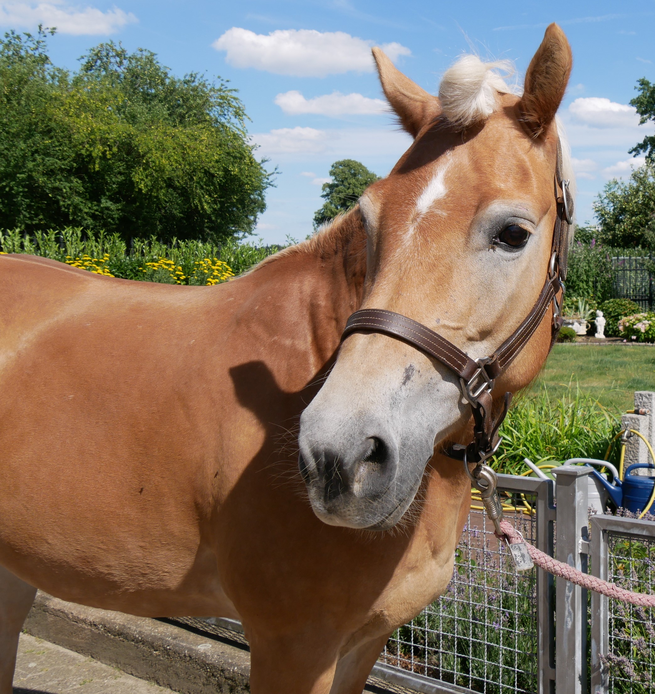 Haflinger Stute Bonita – Bild 6