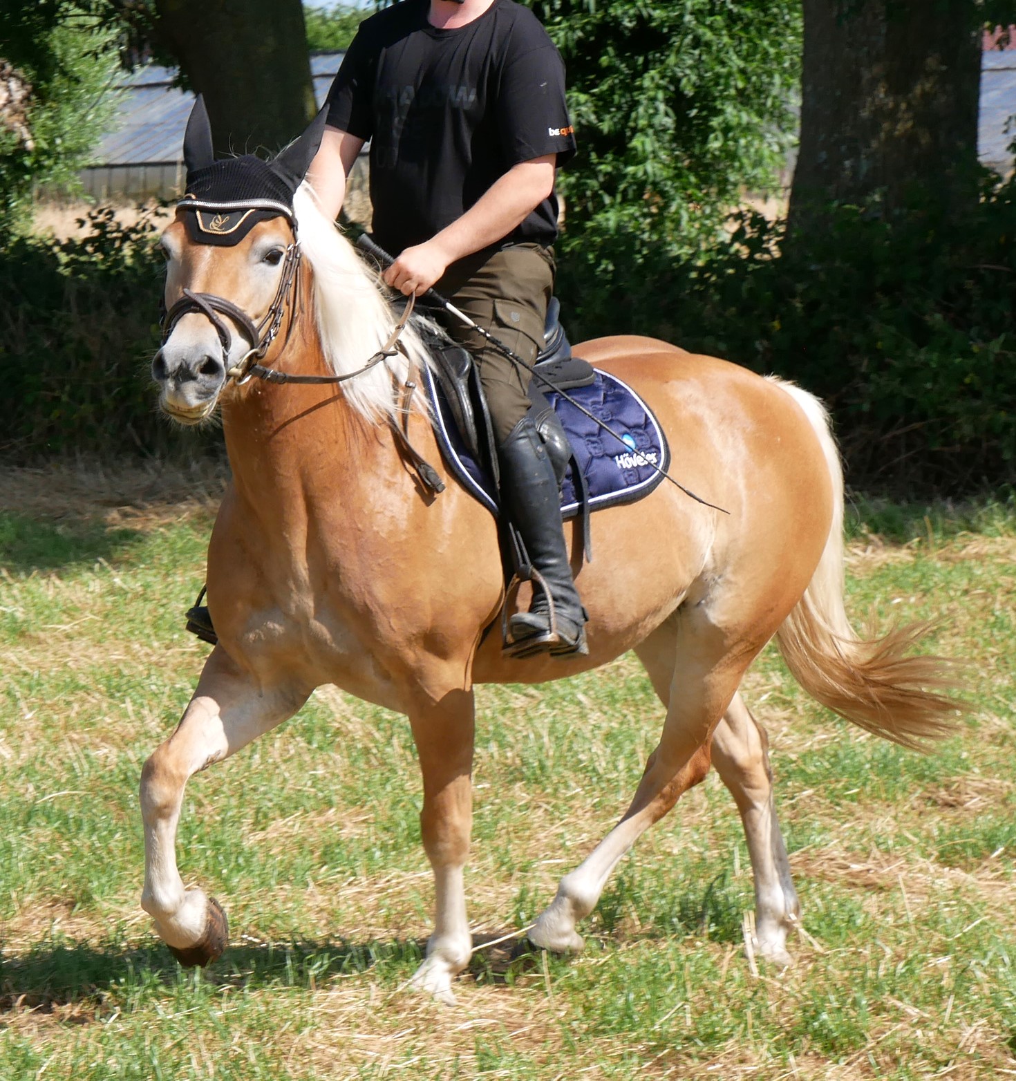 Haflinger Stute Bonita – Bild 7