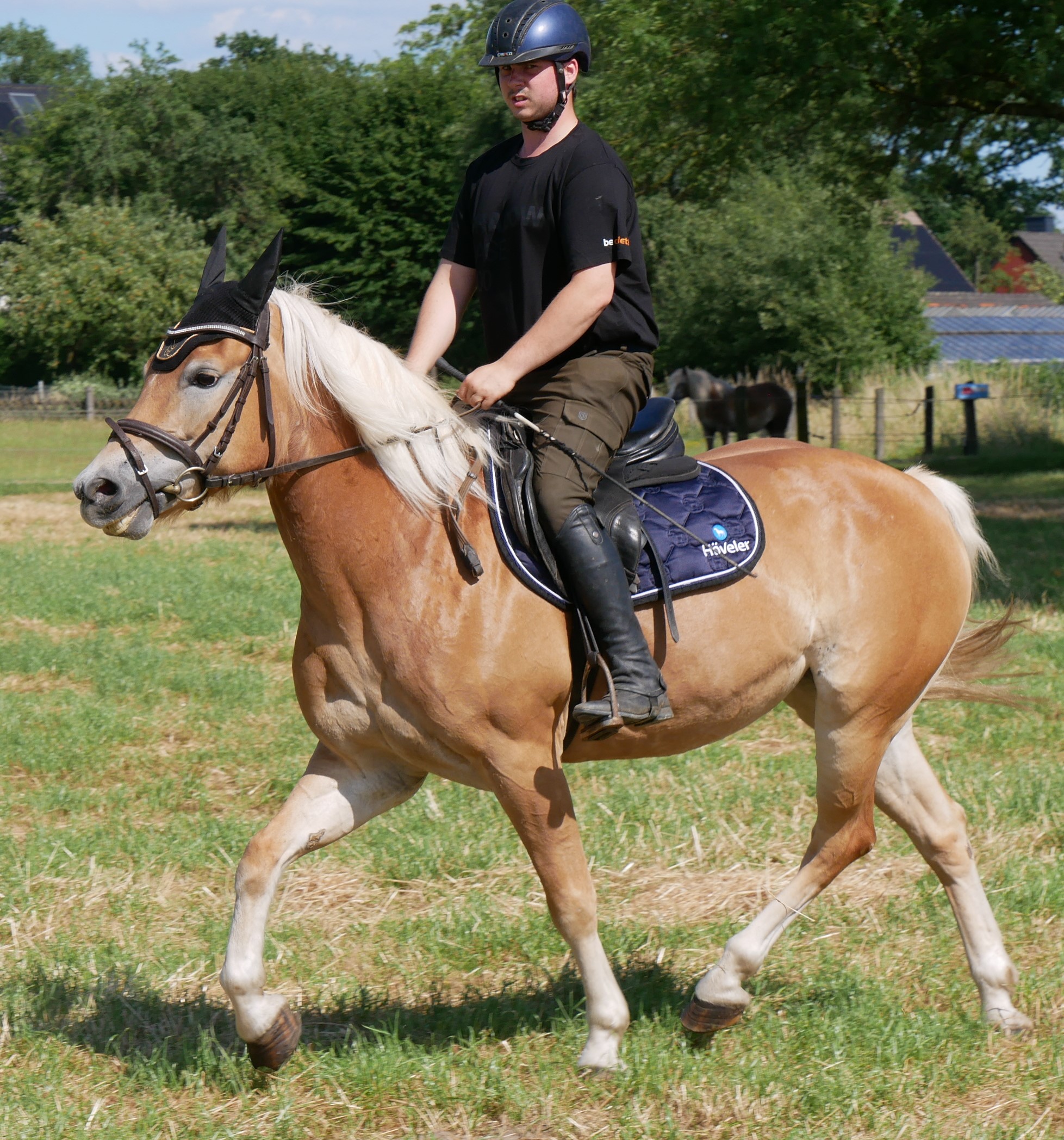 Haflinger Stute Bonita – Bild 8