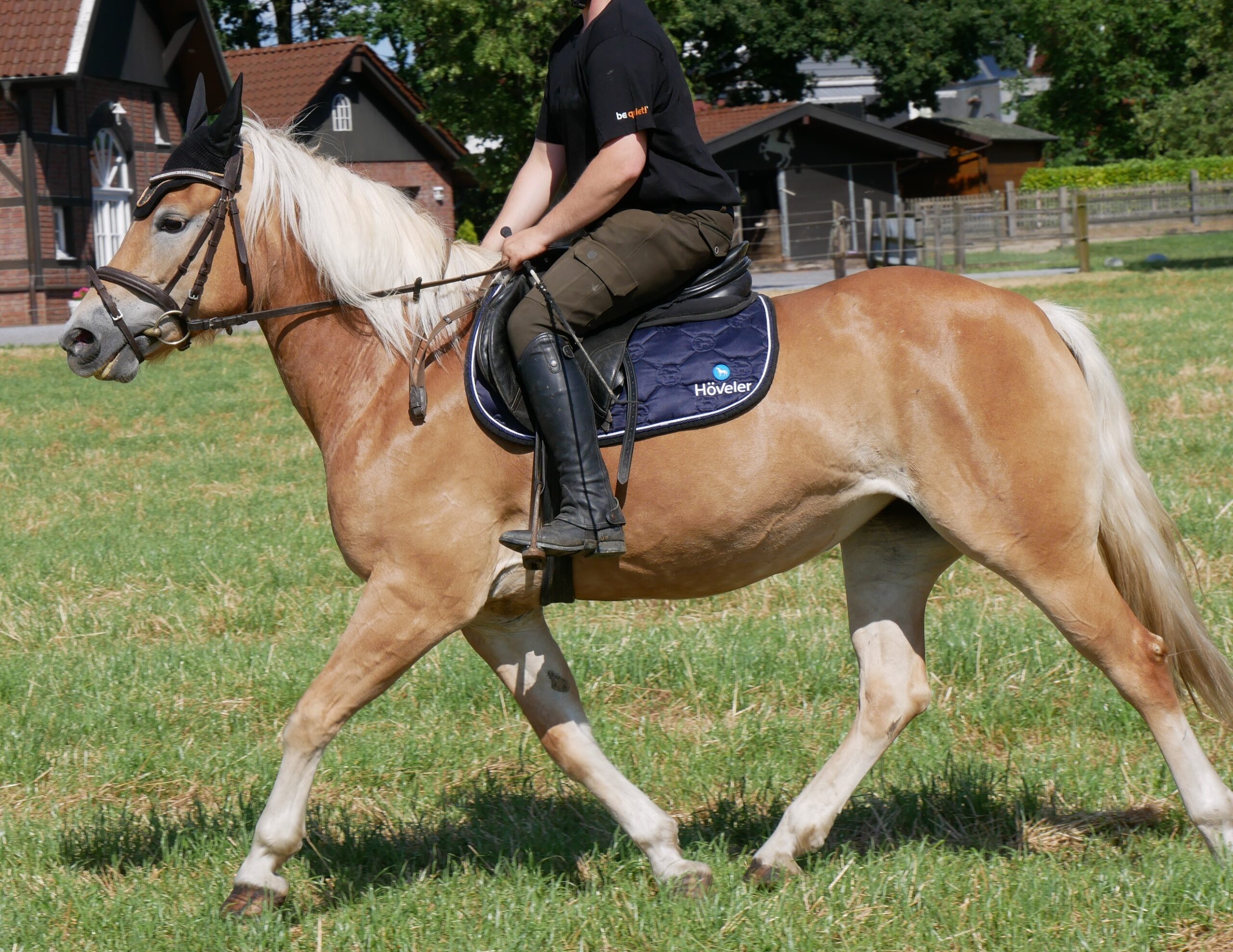 Haflinger Stute Bonita – Bild 9