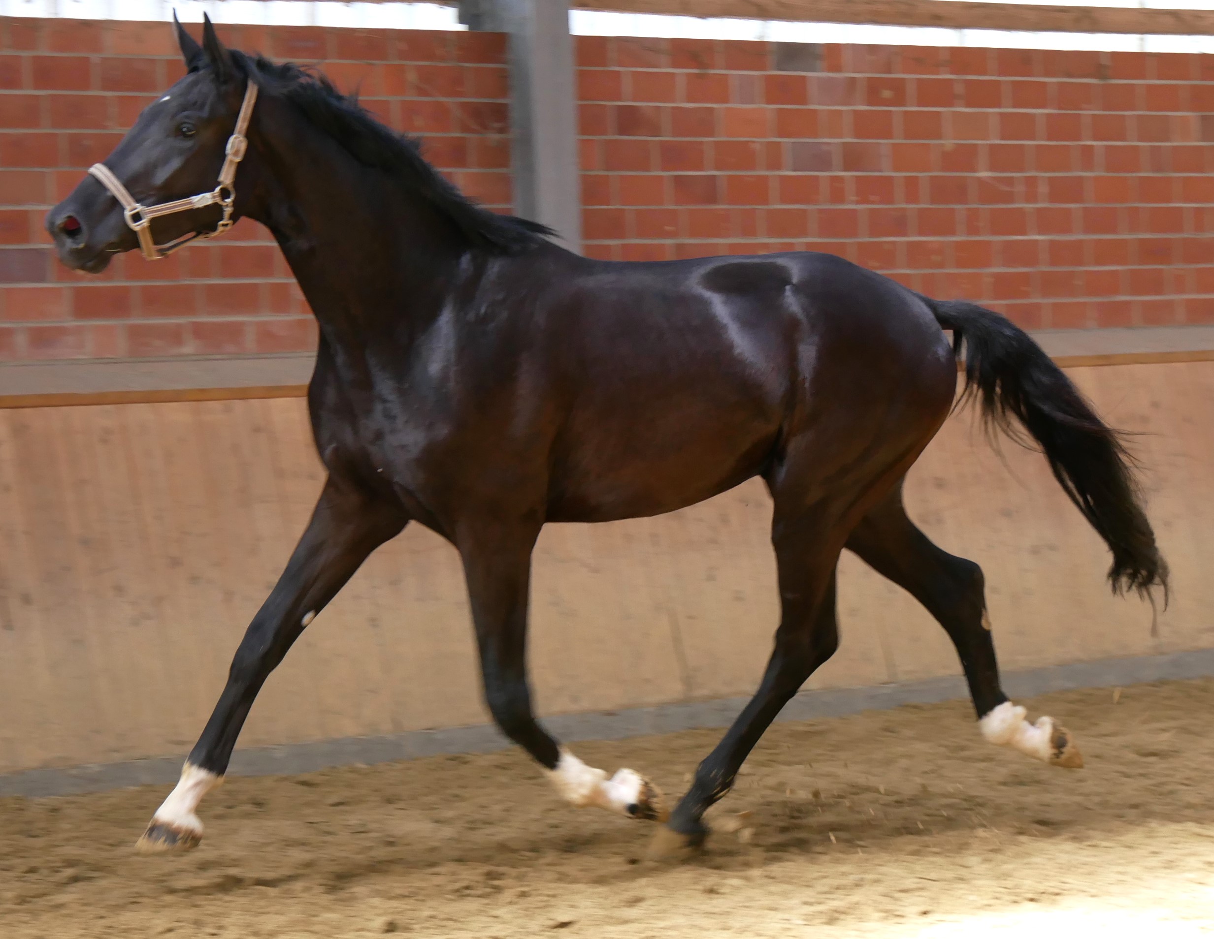 Deutsches Reitpferd Wallach Ferdinand – Bild 5