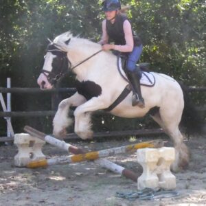 Tinker Stute Saphira